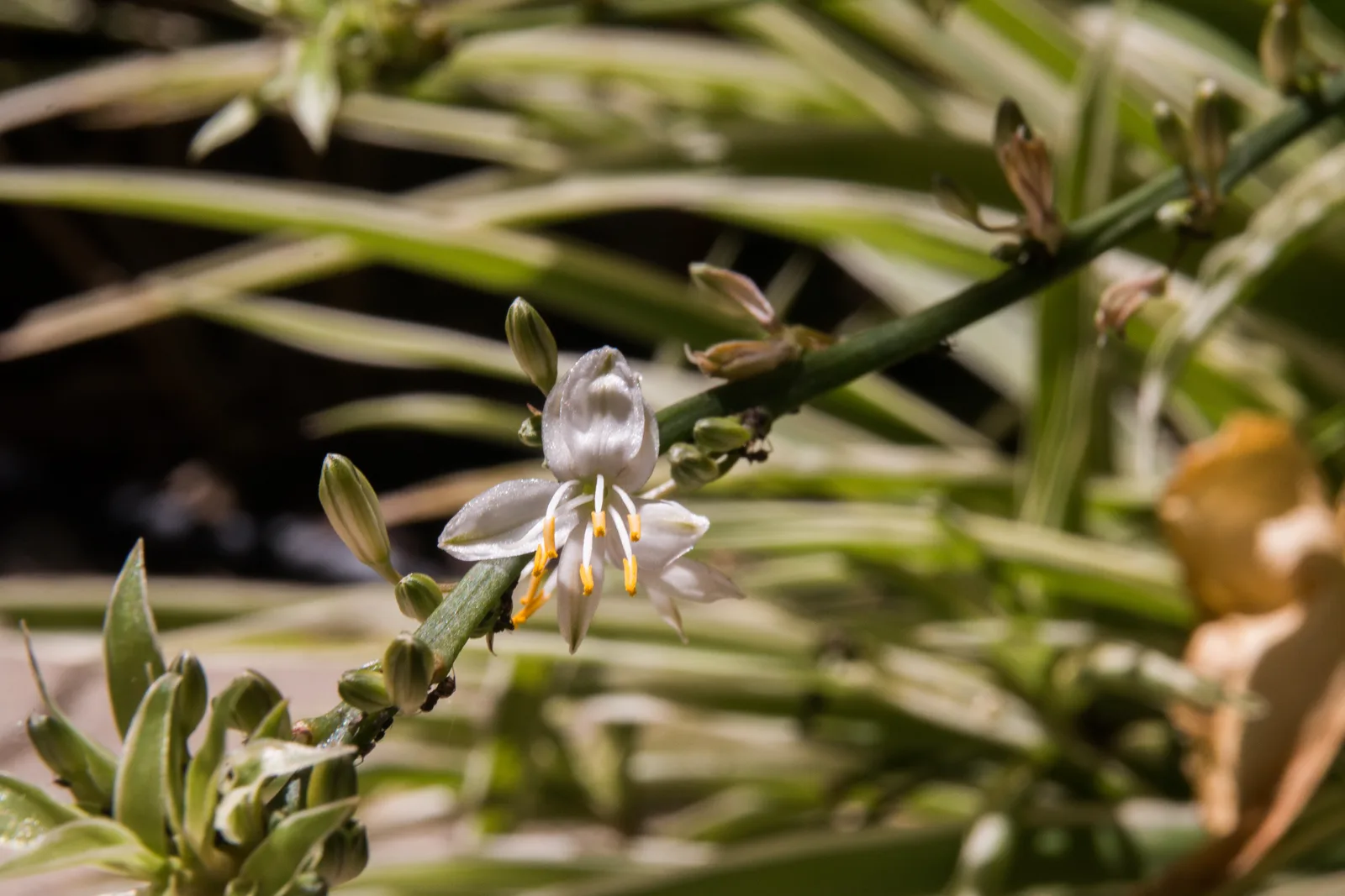 Spider Plant (Chlorophytum comosum)