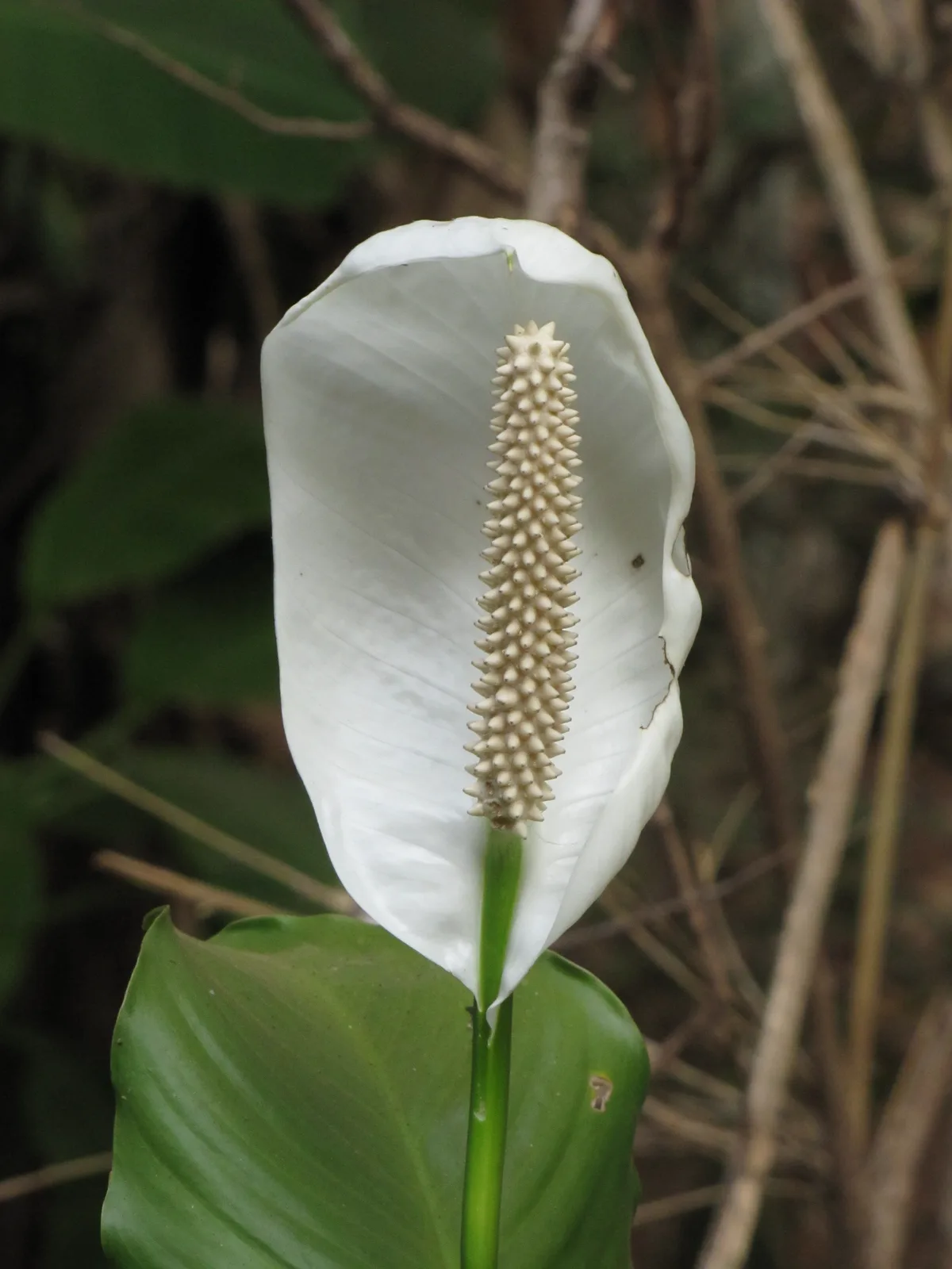 Peace Lily