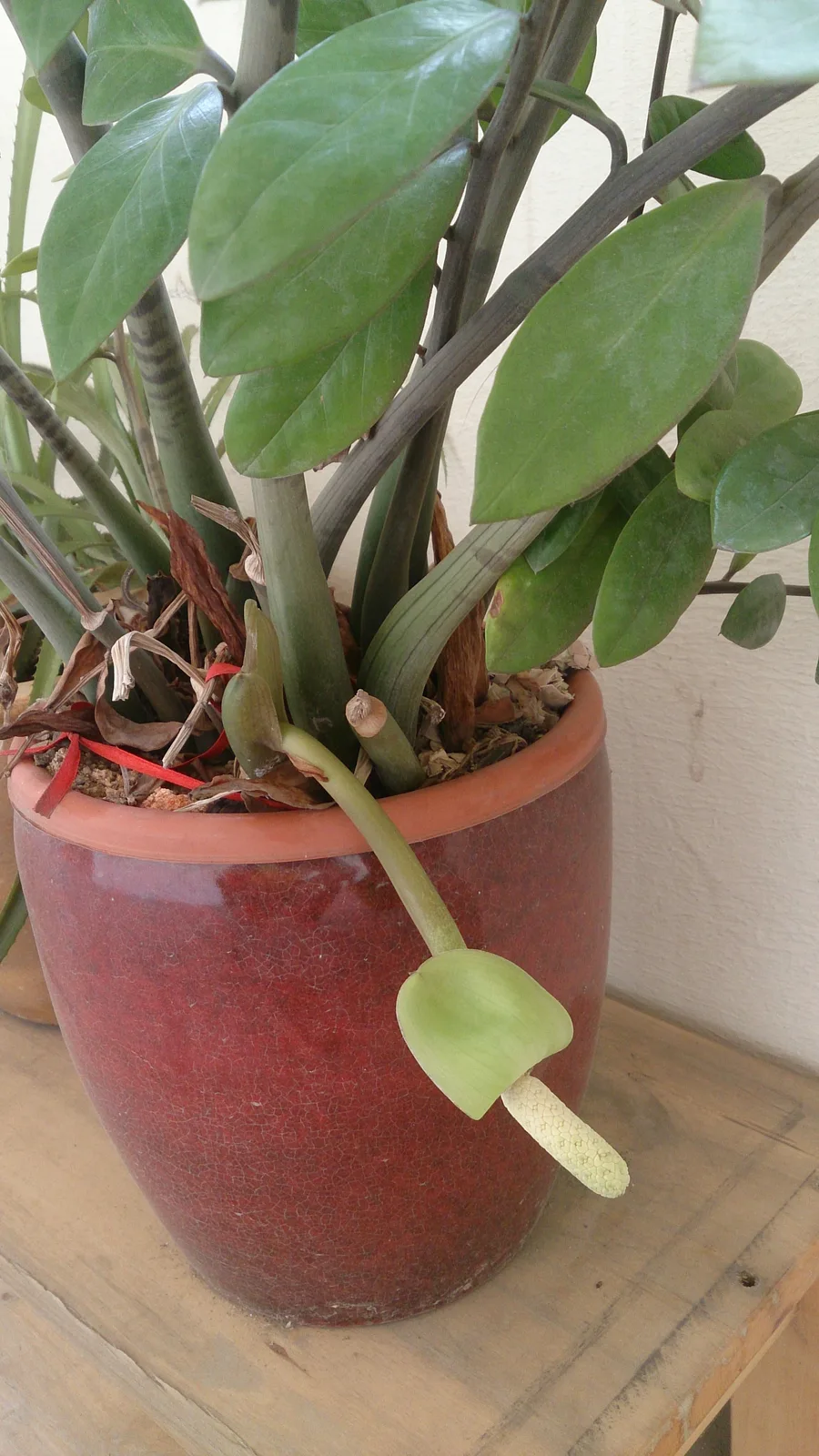 ZZ Plant