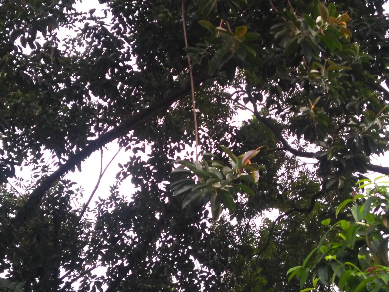 Rubber Plant