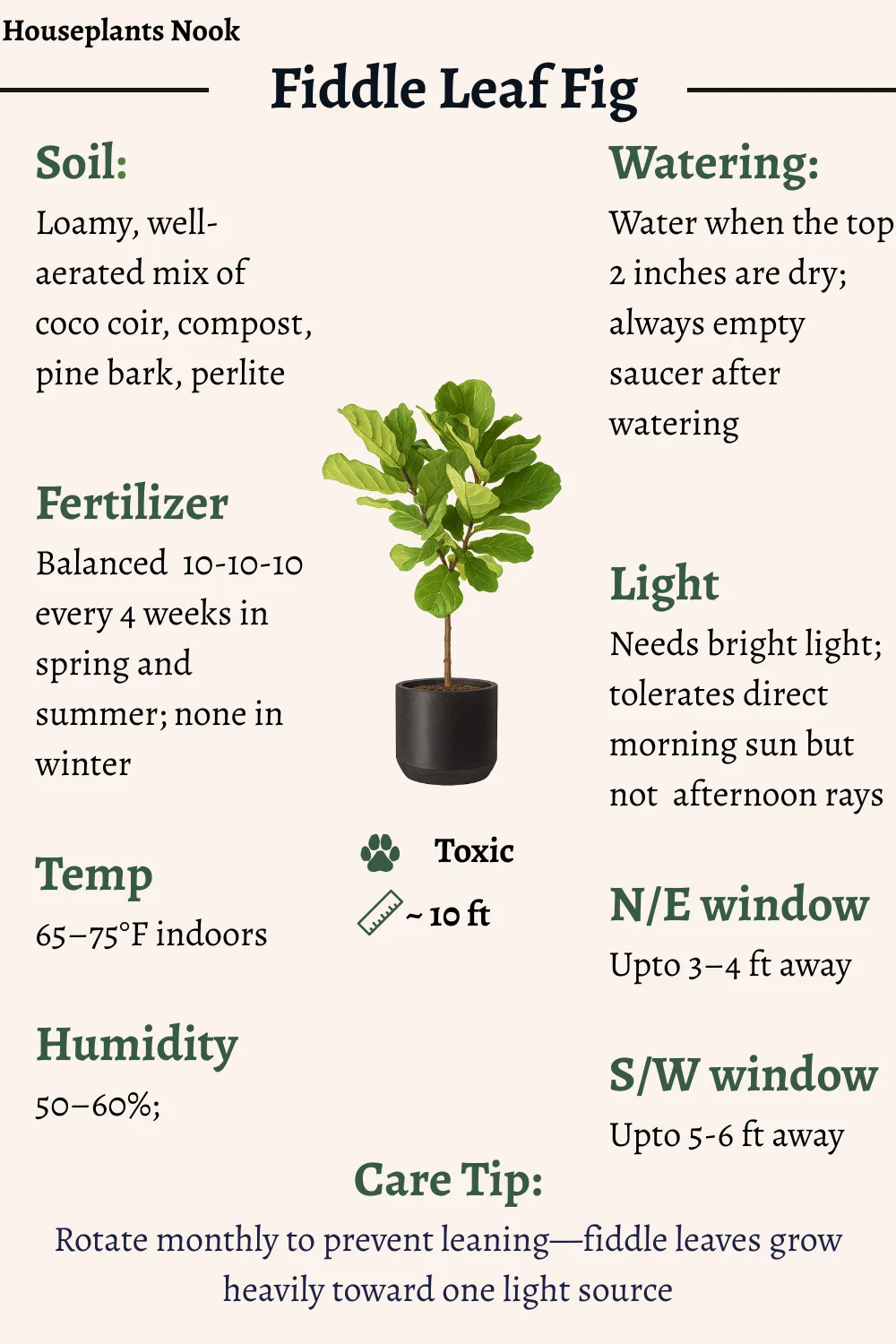 Fiddle Leaf Fig