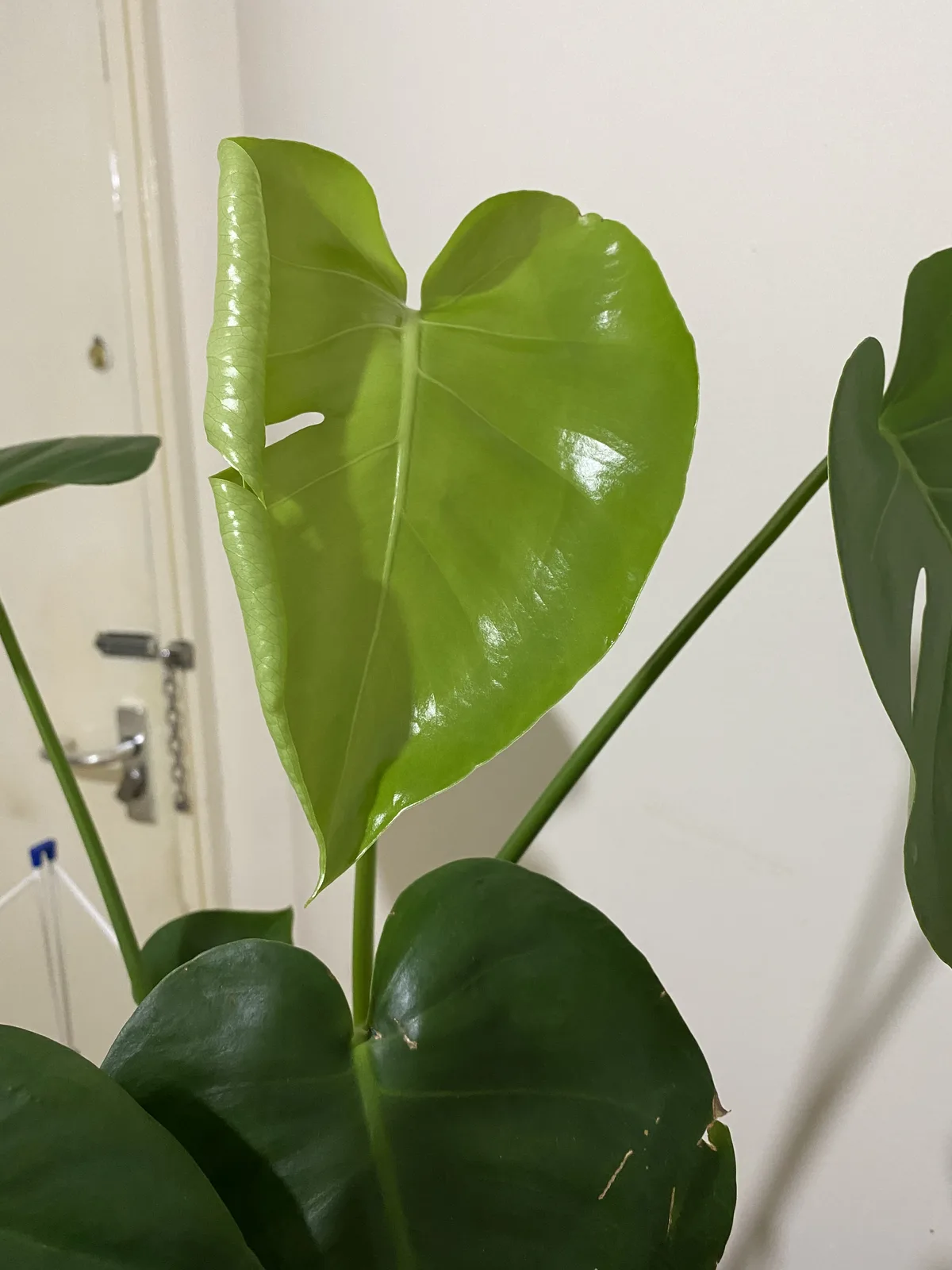 Monstera (Monstera deliciosa)