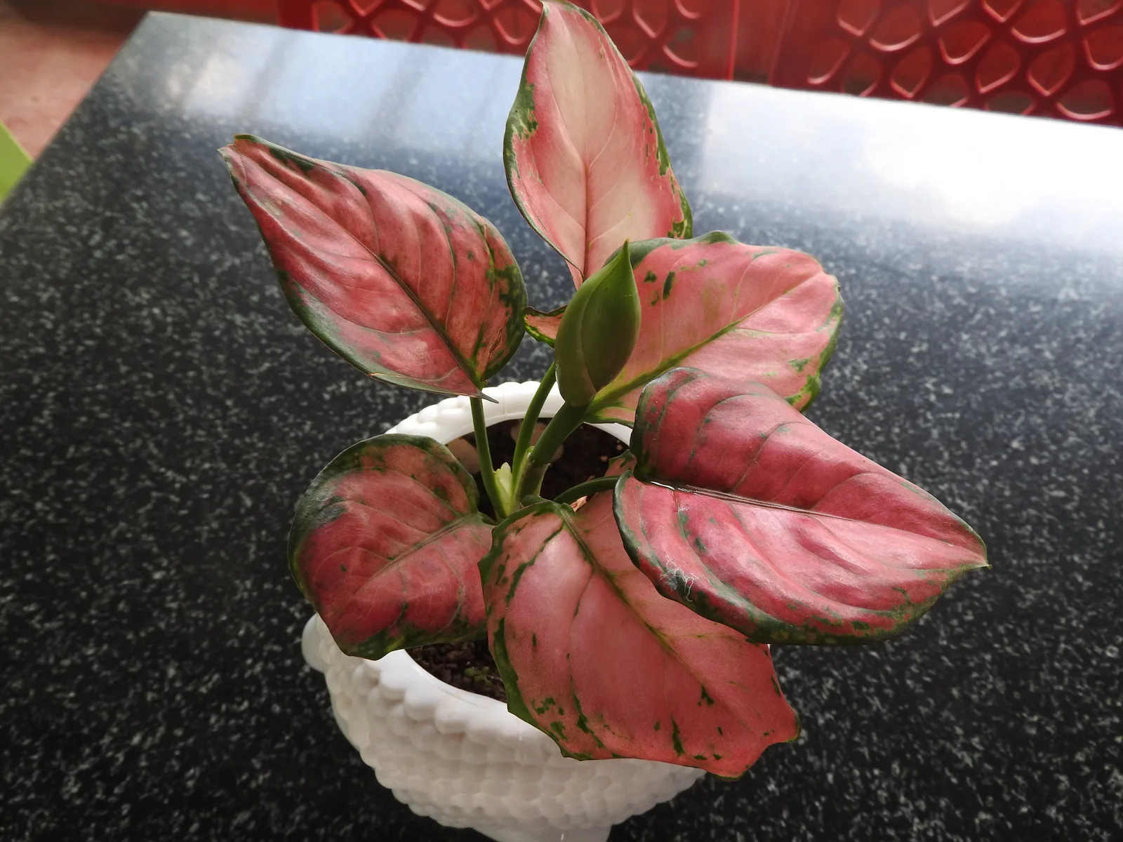 Chinese Evergreen (Aglaonema commutatum)