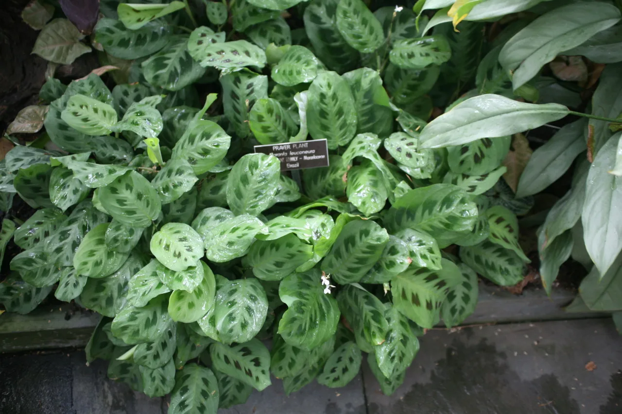 Prayer Plant