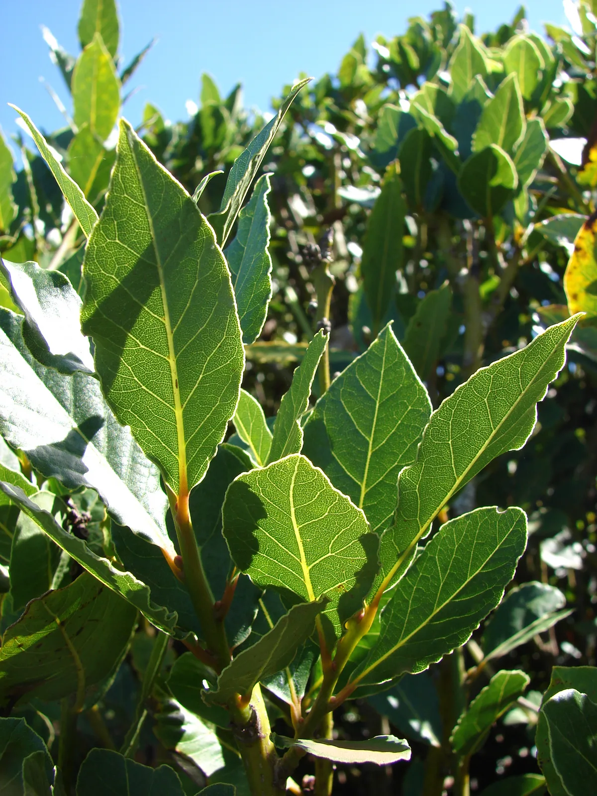 Bay Laurel (Laurus nobilis)