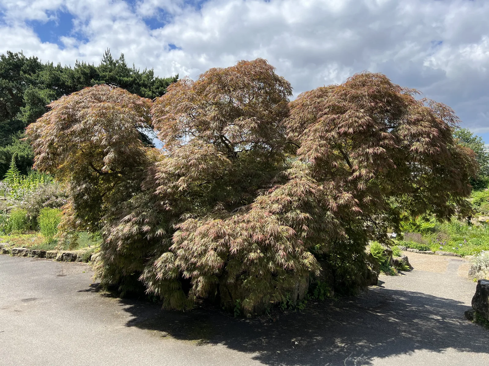 Japanese Maple (Acer palmatum)