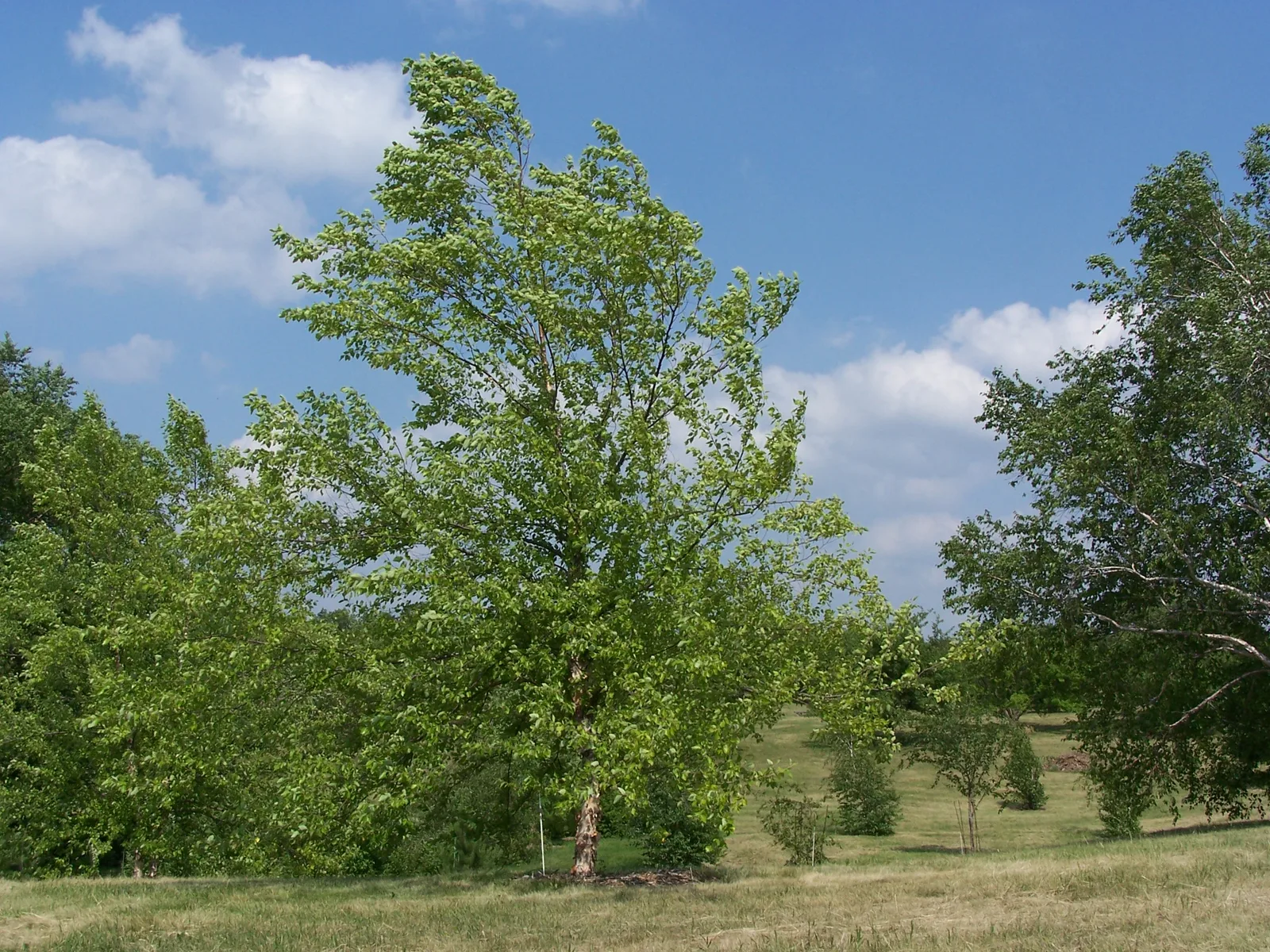 River Birch (Betula nigra)