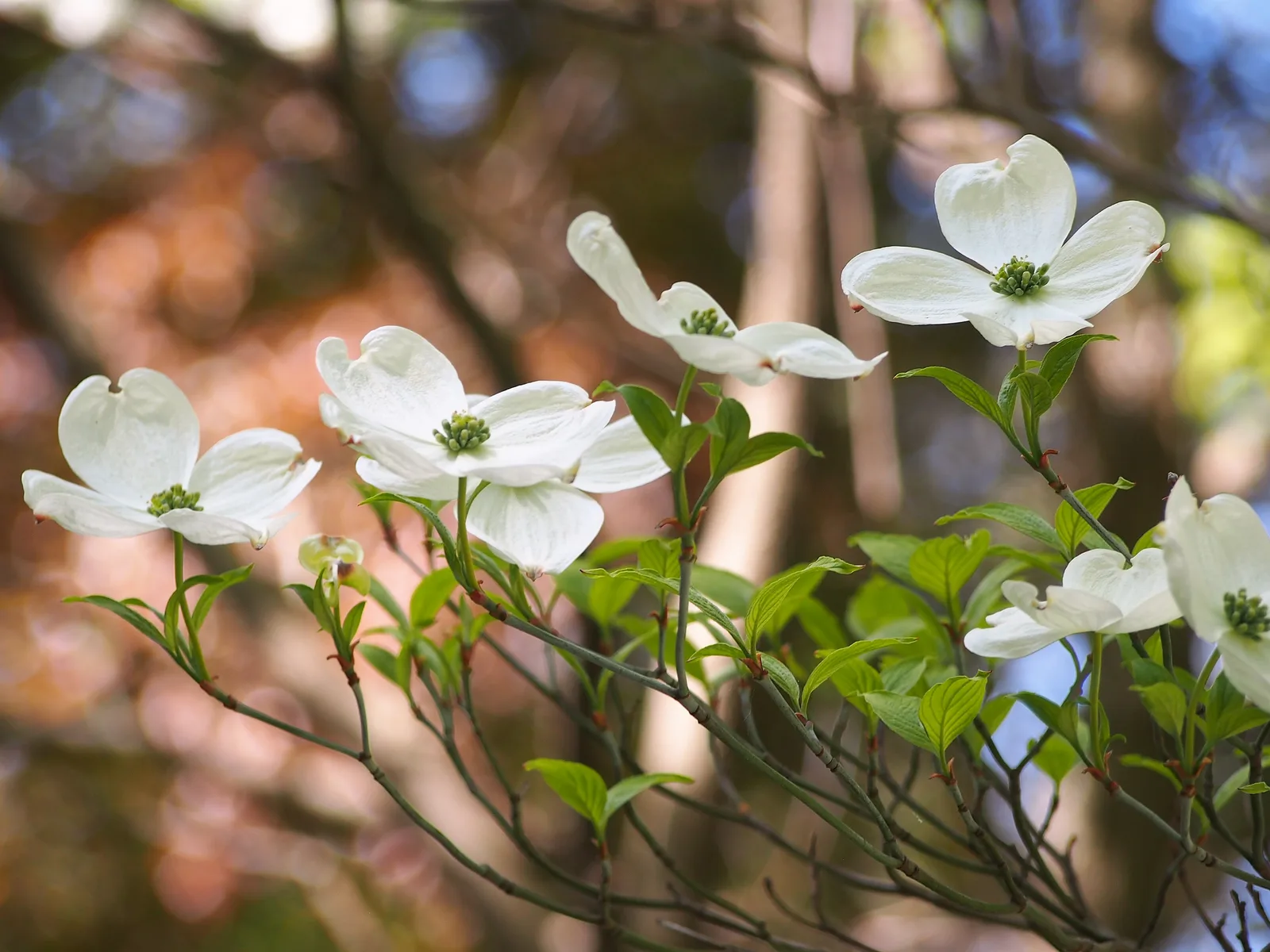 Flowering Dogwood (Cornus florida)