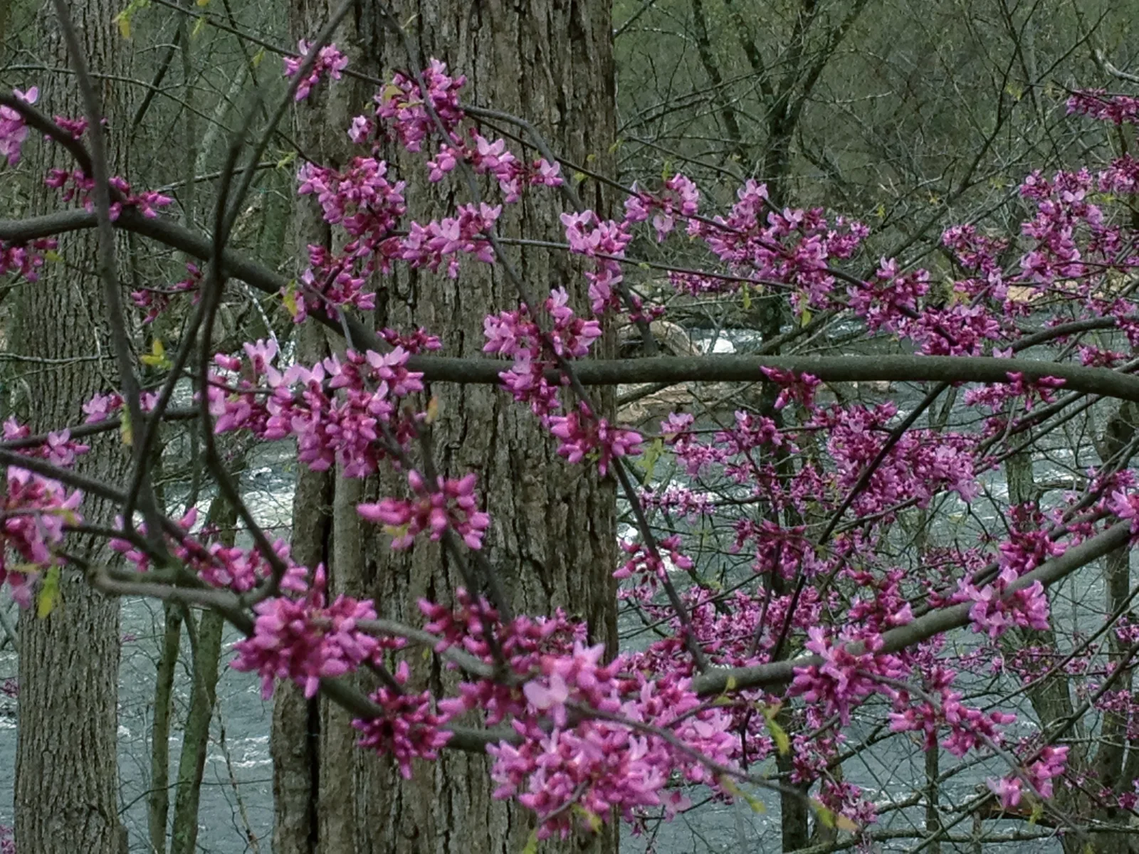 Eastern Redbud (Cercis canadensis)