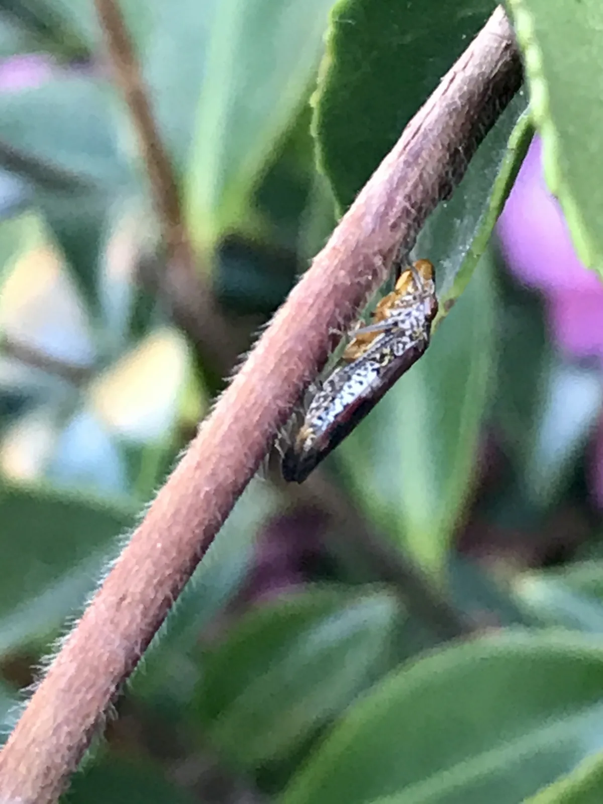 Camellia