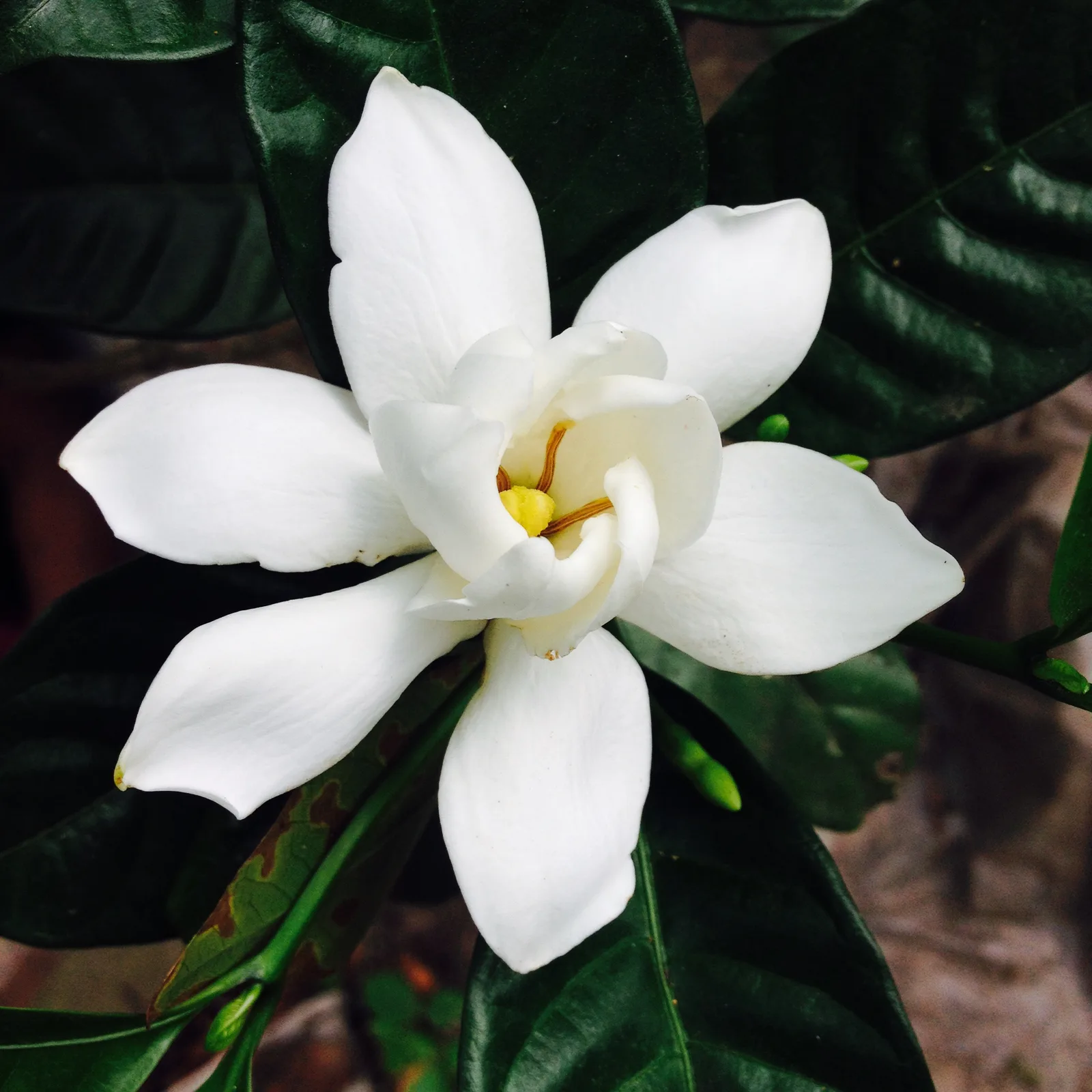 Gardenia