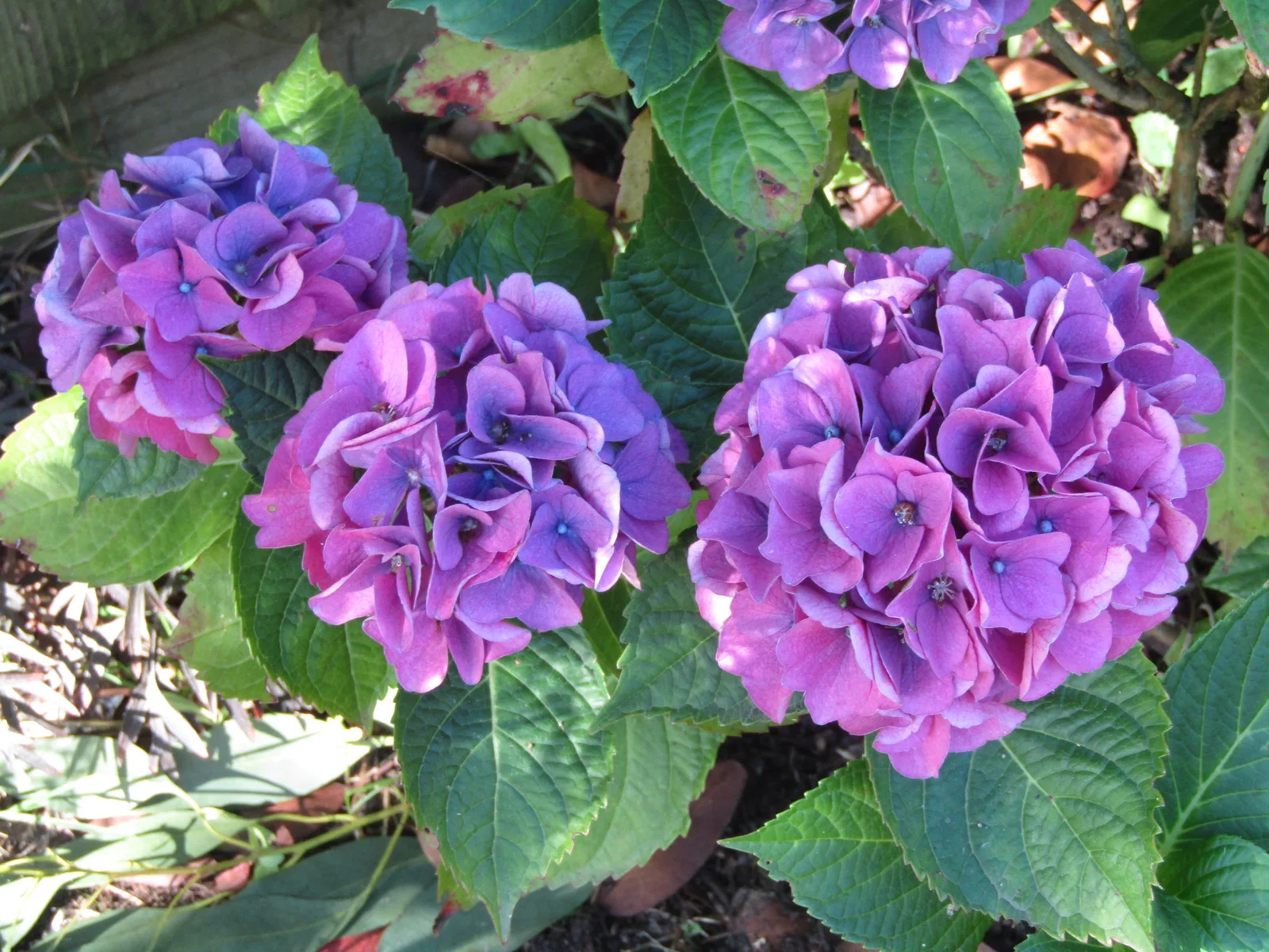 Hydrangea (Hydrangea macrophylla)