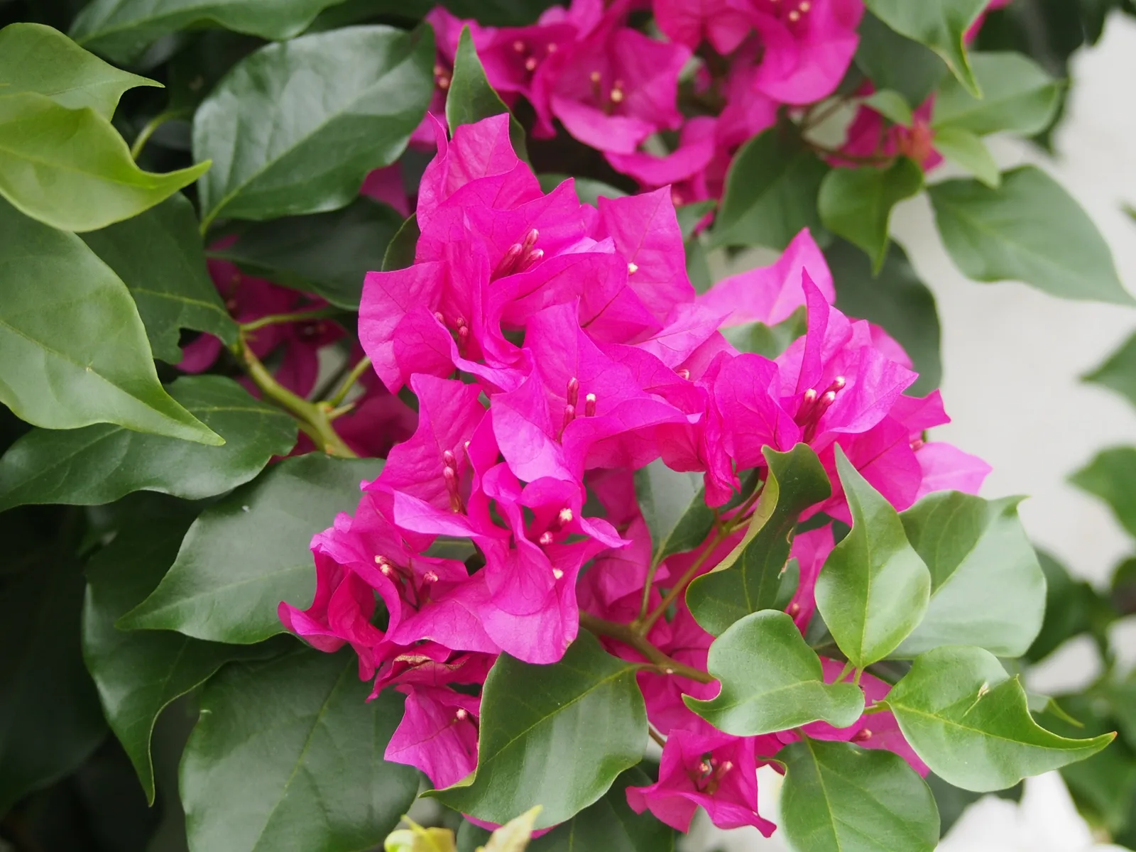 Bougainvillea (Bougainvillea glabra)