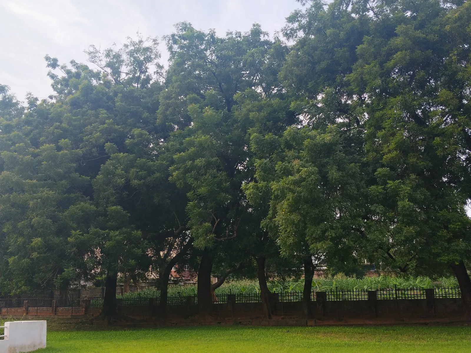 Ixora
