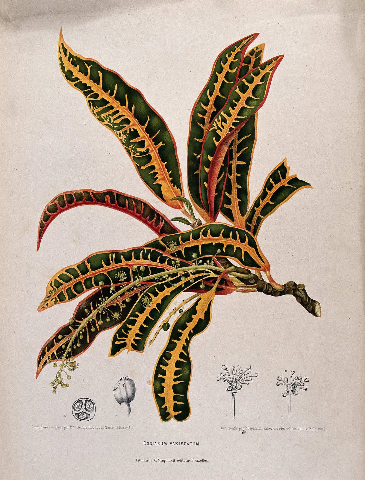Croton (Codiaeum variegatum)