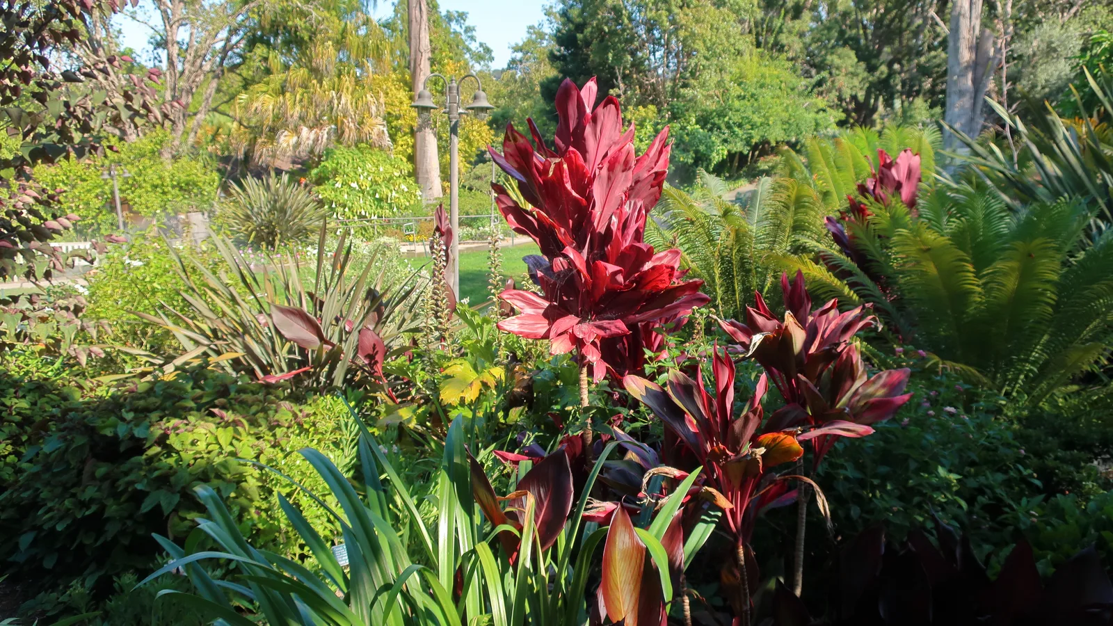 Ti Plant (Cordyline fruticosa)
