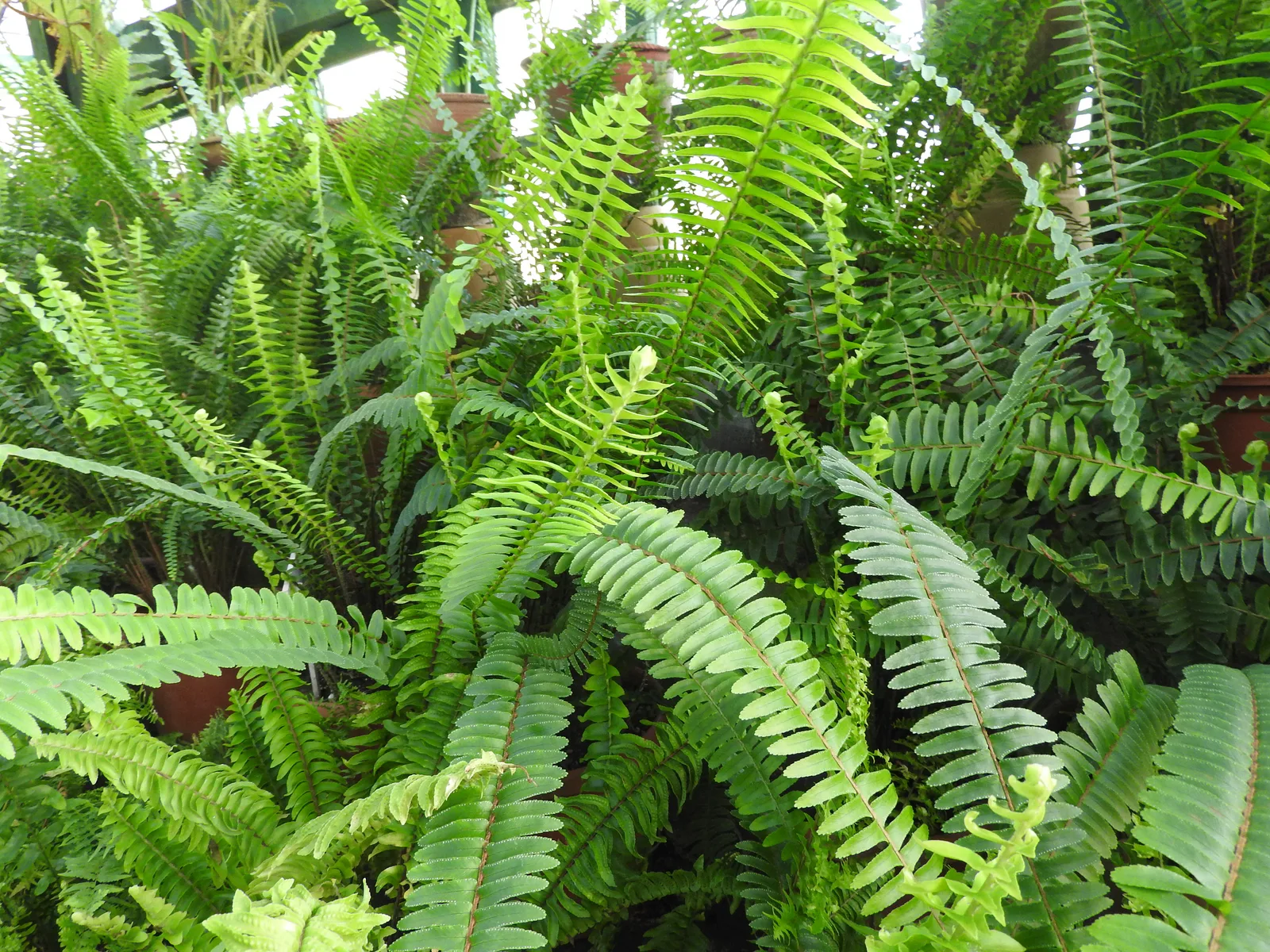 Boston Fern (Nephrolepis exaltata)