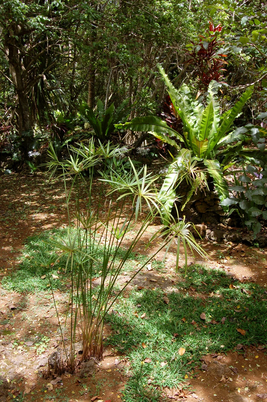 Bird's Nest Fern (Asplenium nidus)