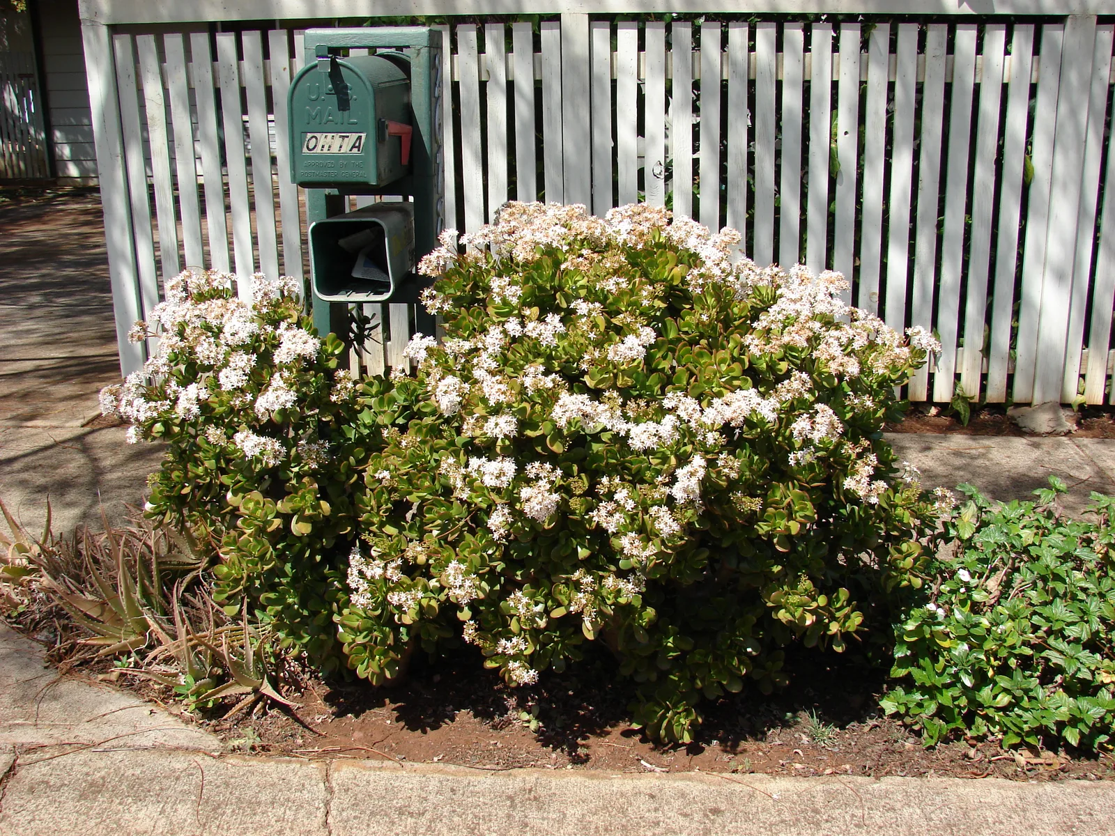 Jade Plant (Crassula ovata)