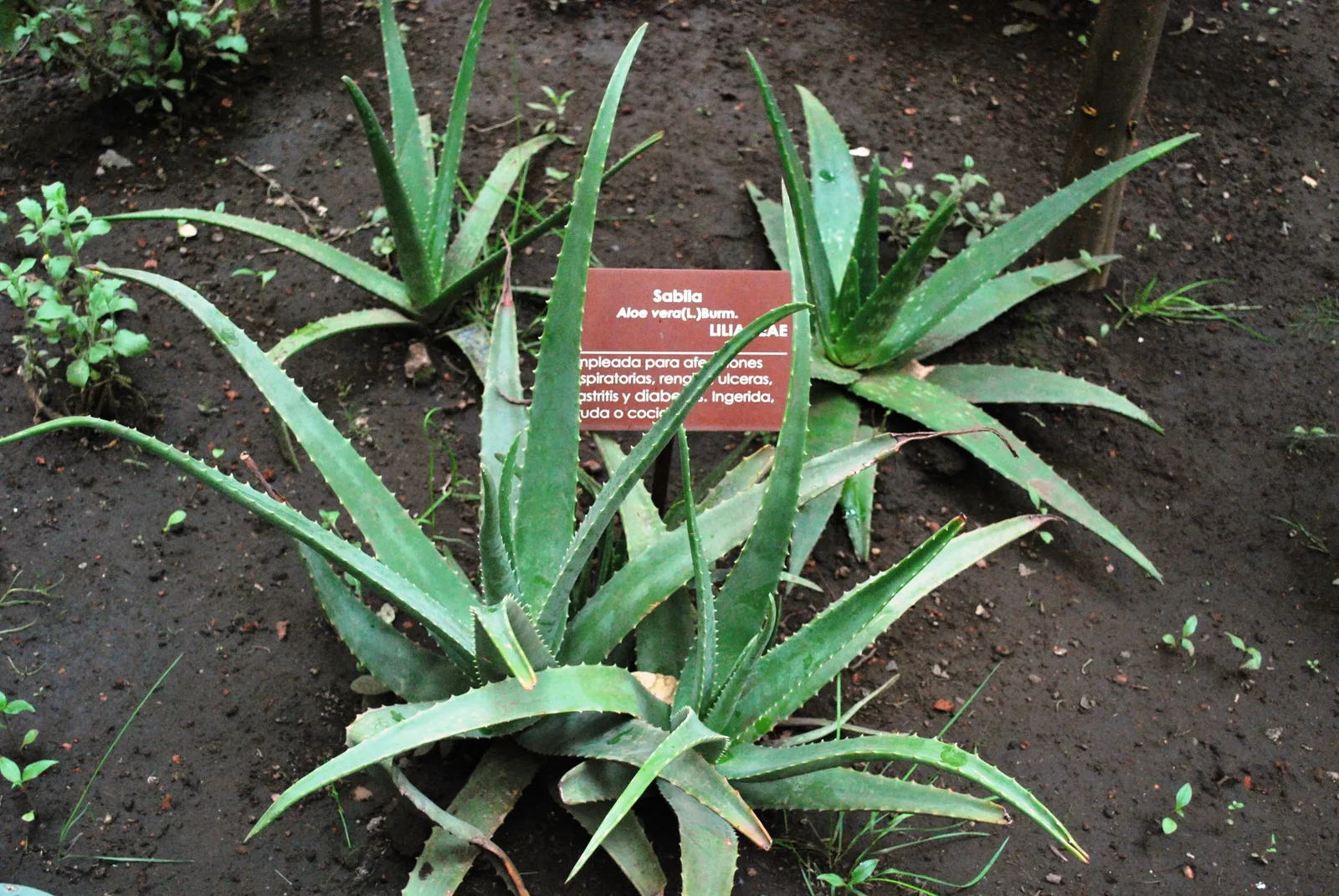 Aloe Vera (Aloe vera)
