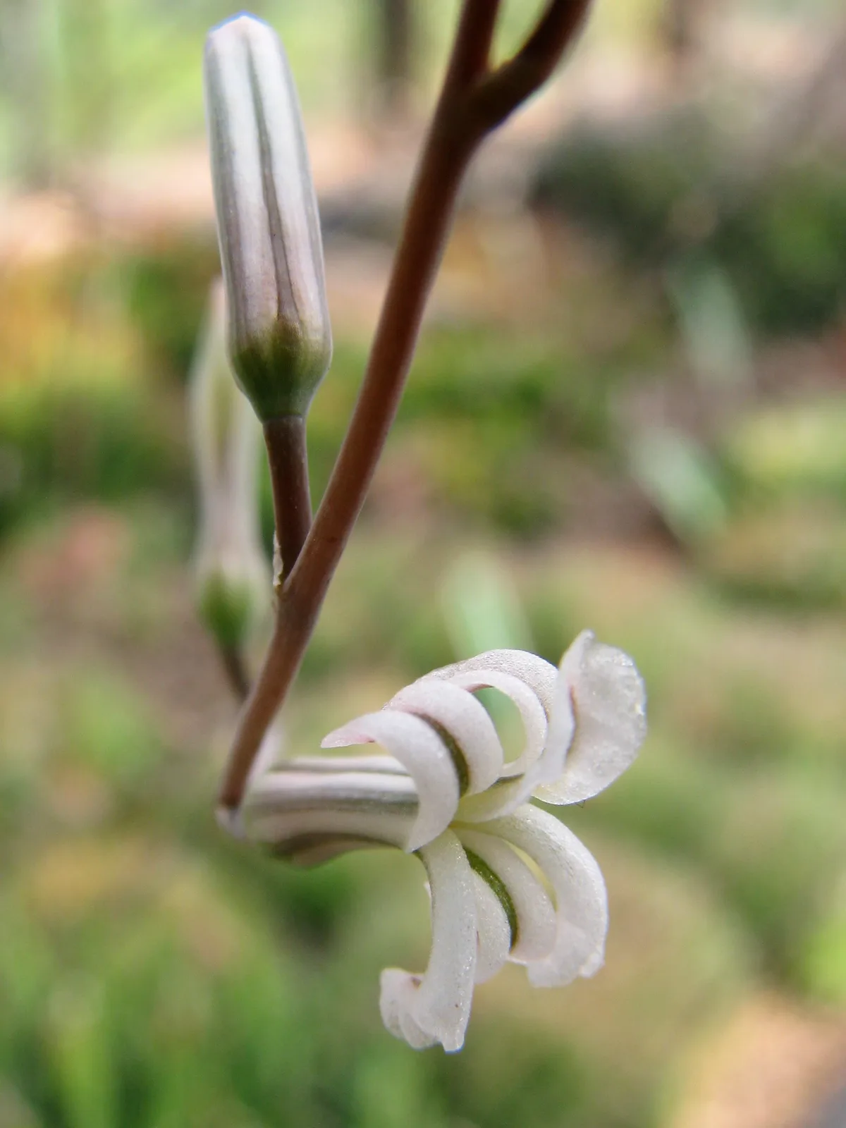 Haworthia (Haworthiopsis attenuata)
