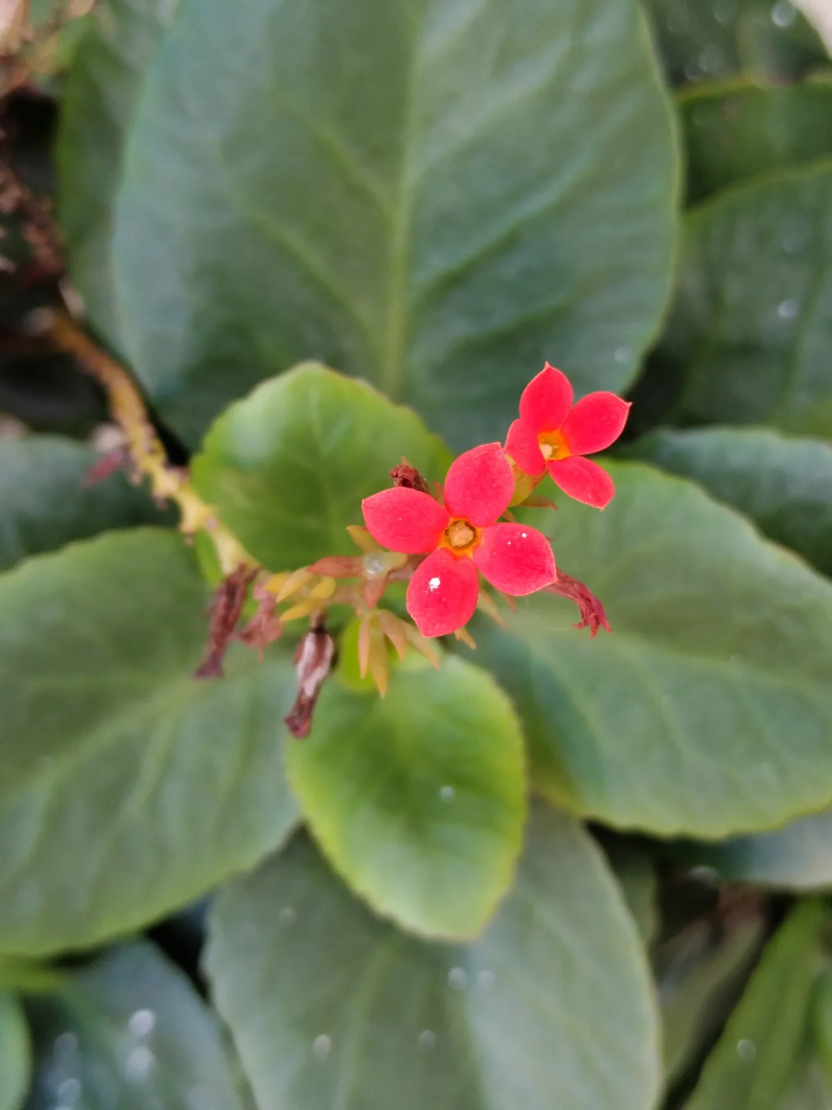 Kalanchoe (Kalanchoe blossfeldiana)