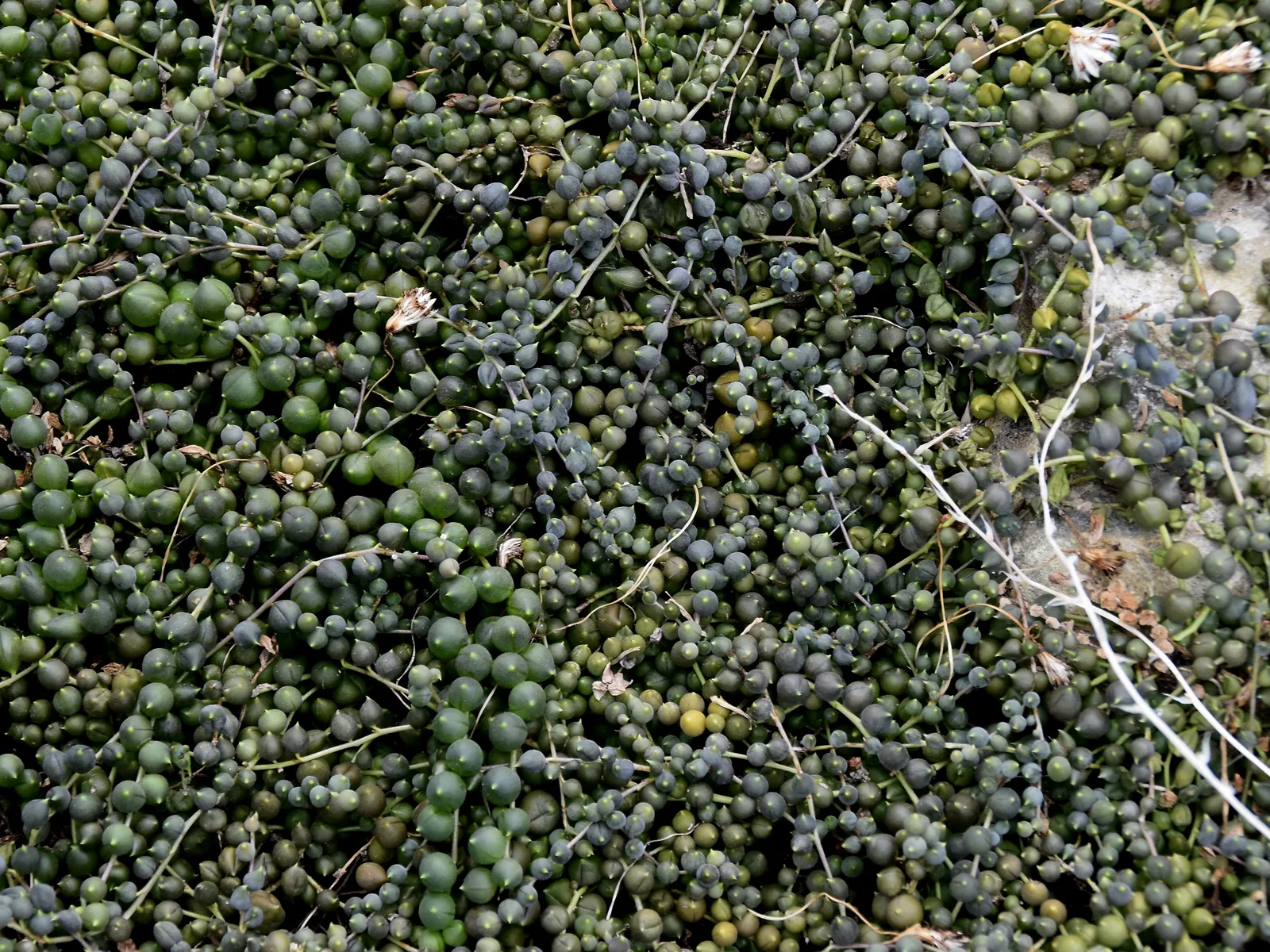 String of Pearls