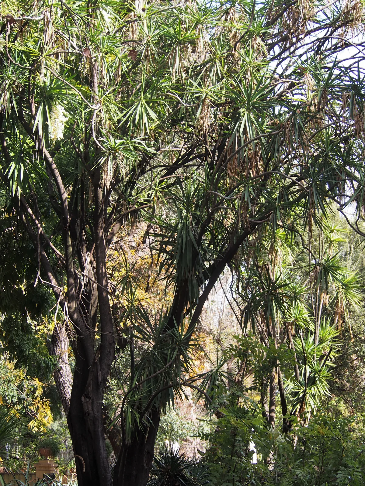 Yucca (Yucca gigantea)