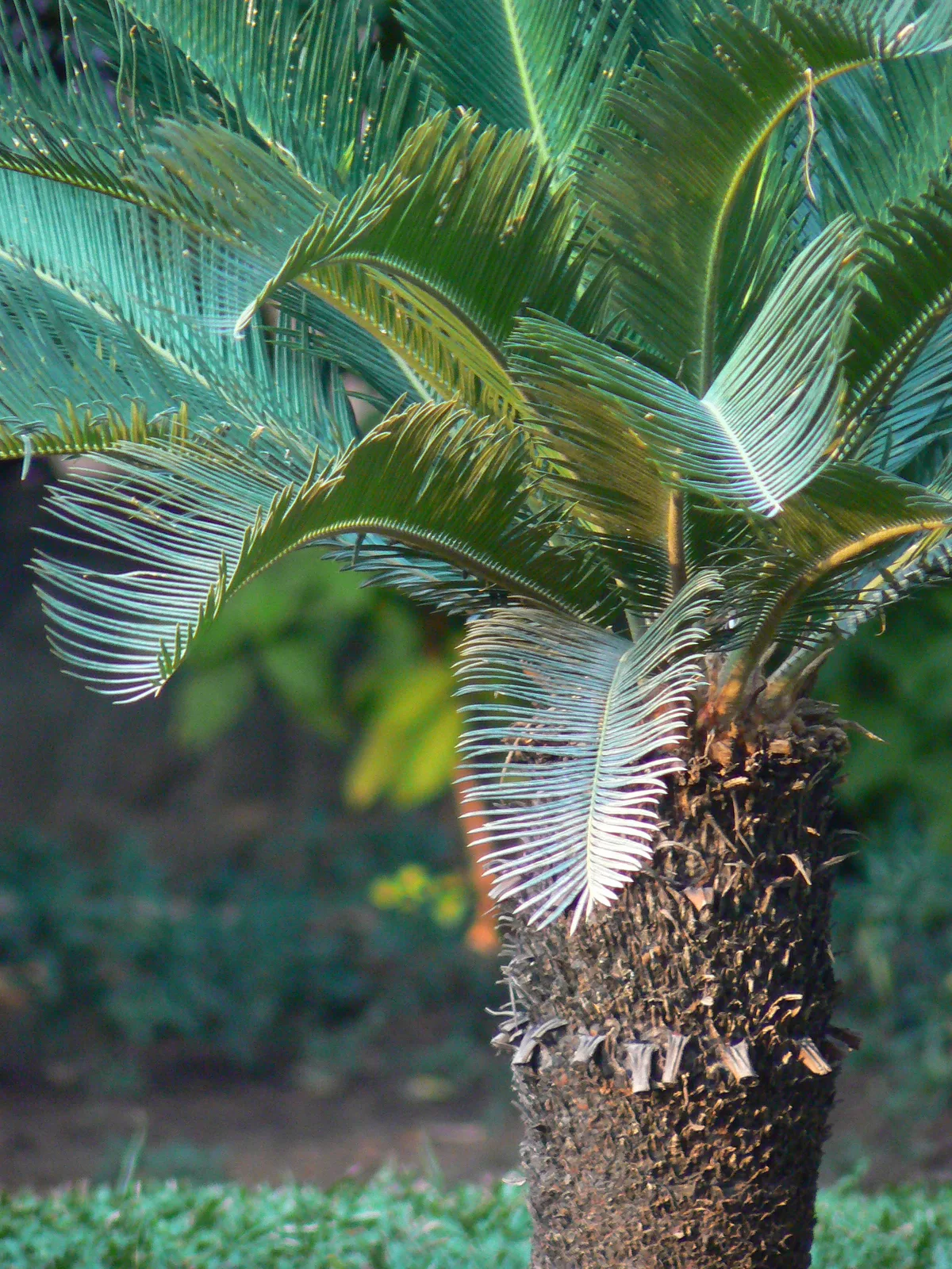 Sago Palm