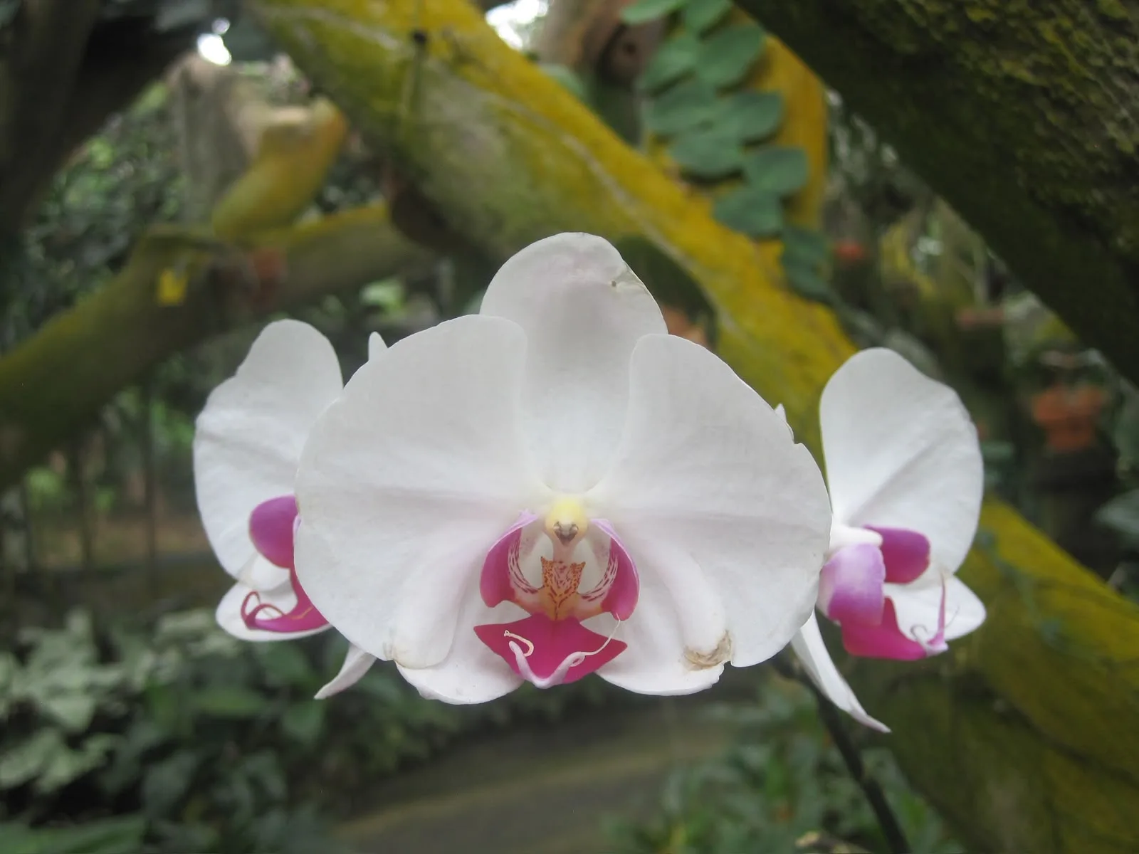 Moth Orchid (Phalaenopsis amabilis)