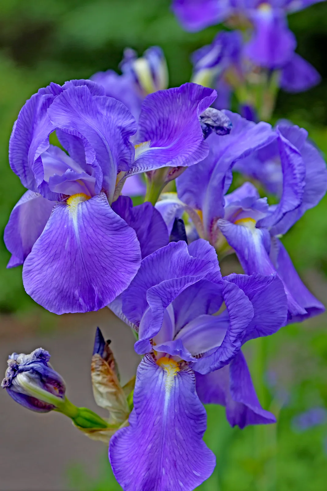 Bearded Iris (Iris germanica)