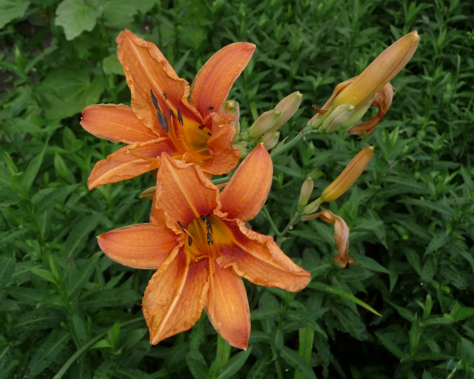 Orange Daylily (Hemerocallis fulva)