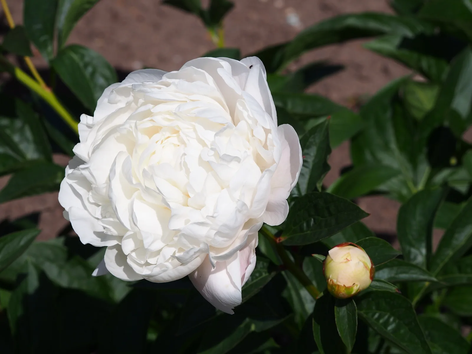 Chinese Peony