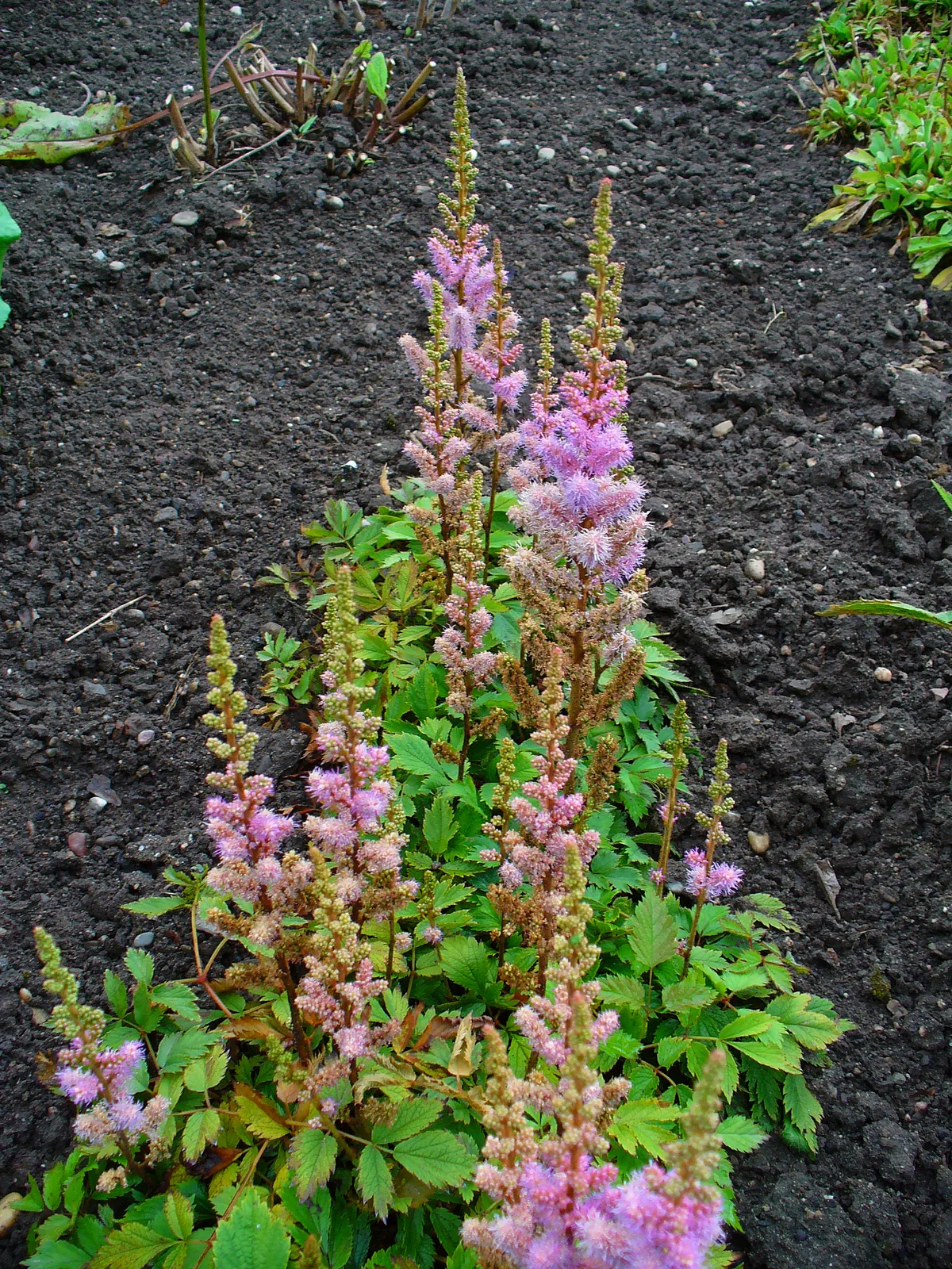 Chinese Astilbe