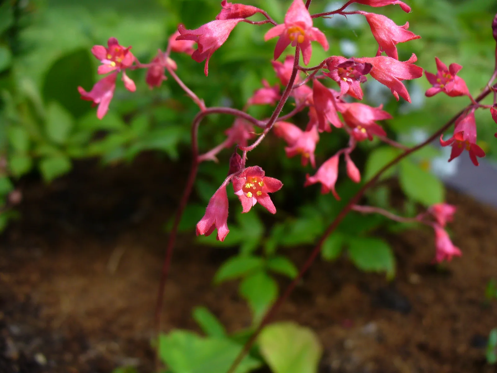 Coral Bells