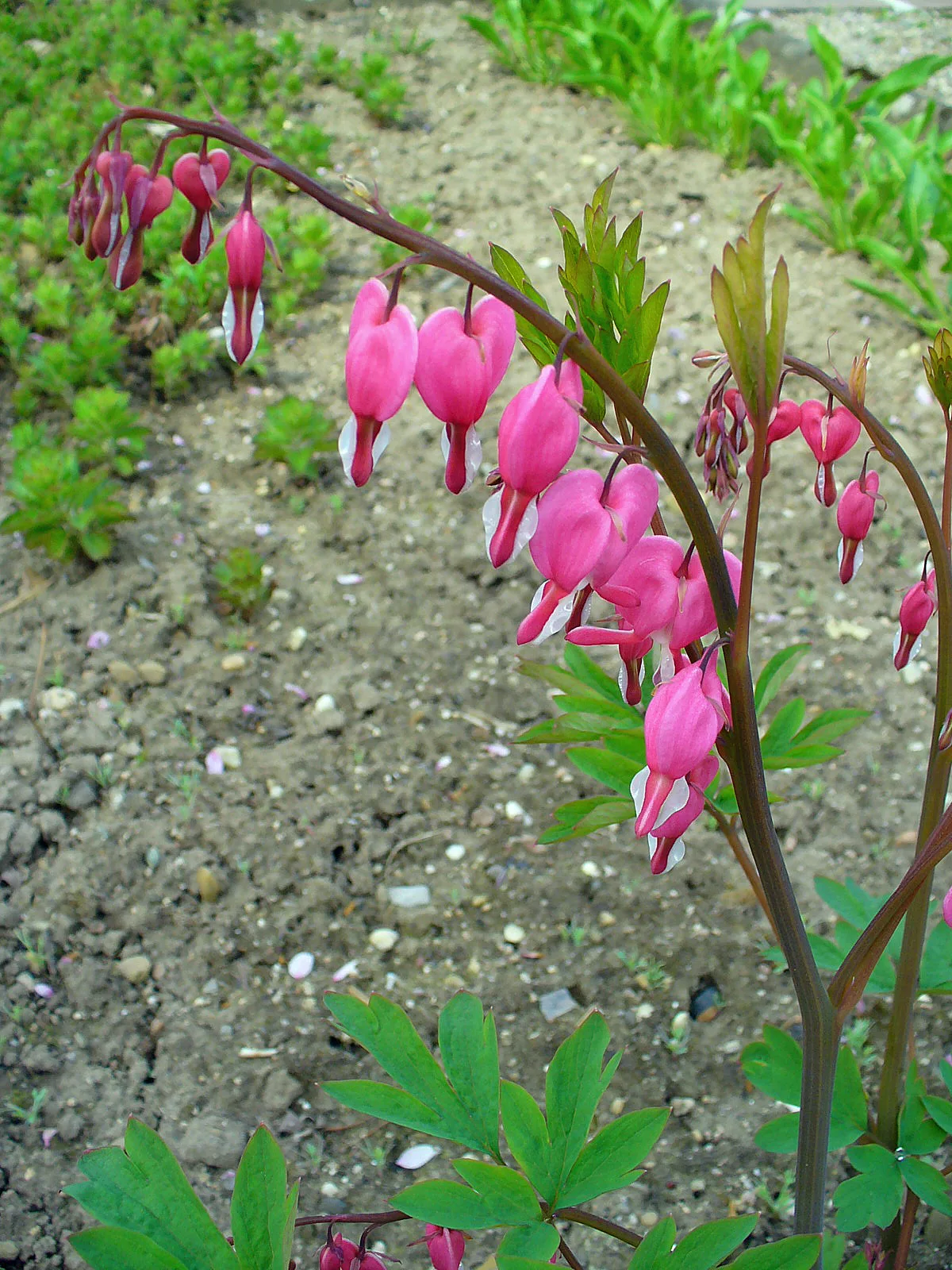 Bleeding Heart (Lamprocapnos spectabilis)