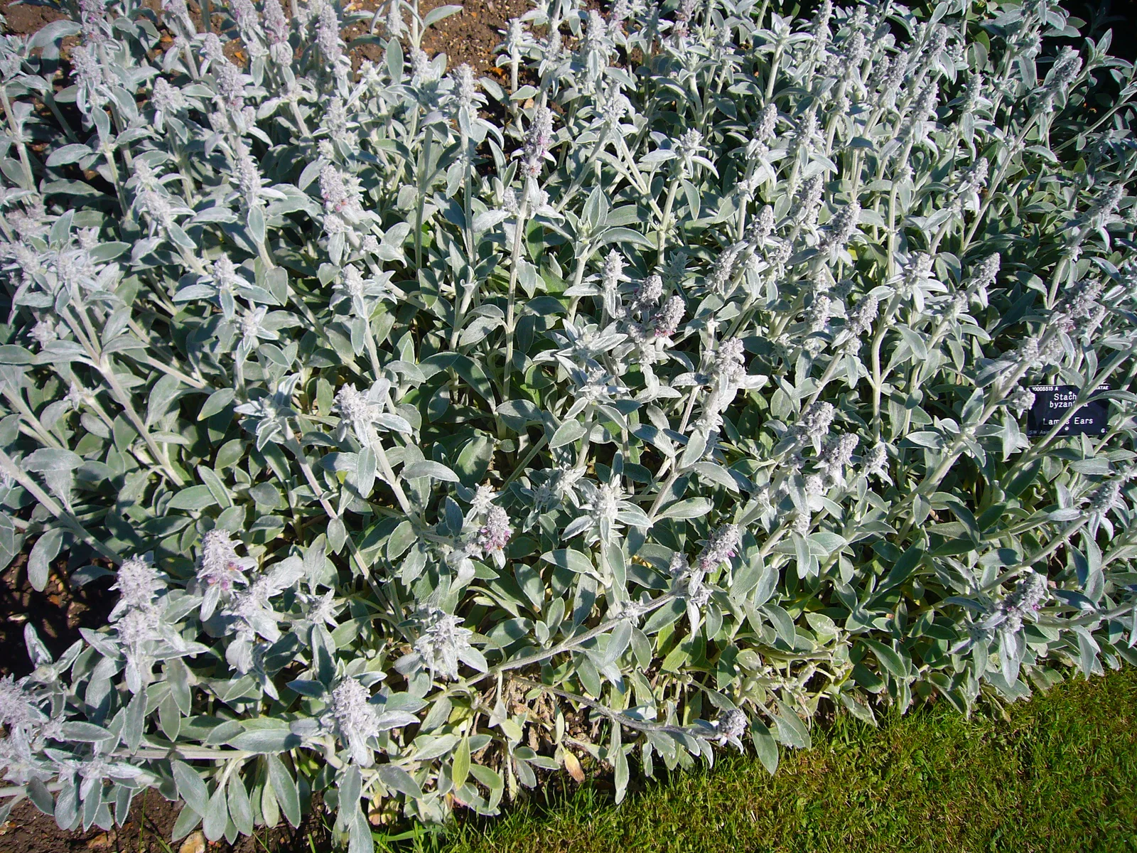 Lamb's Ear (Stachys byzantina)