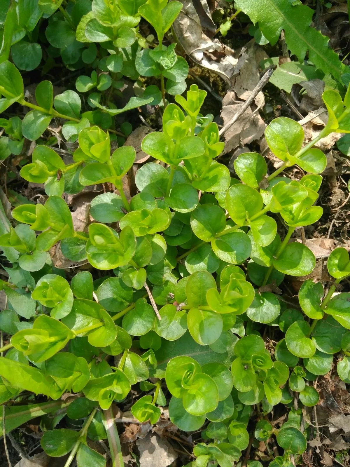 Creeping Jenny (Lysimachia nummularia)