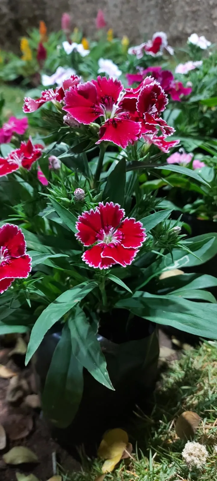 Sweet William