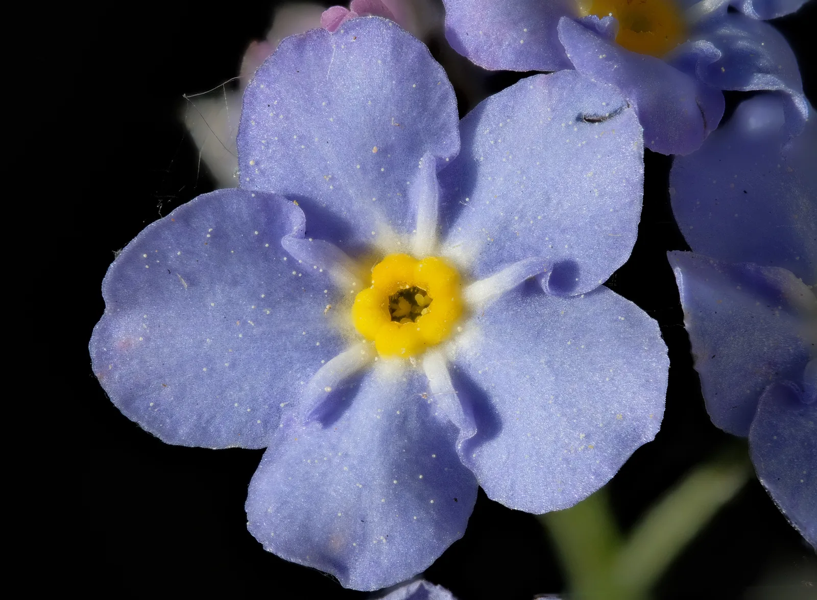 Forget-Me-Not
