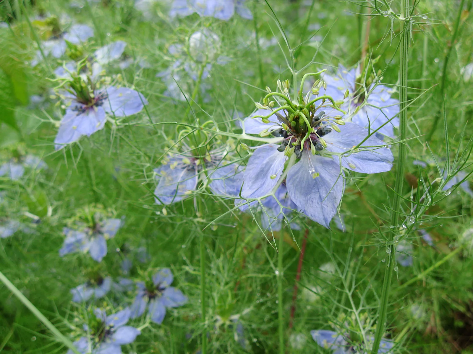 Love-in-a-Mist