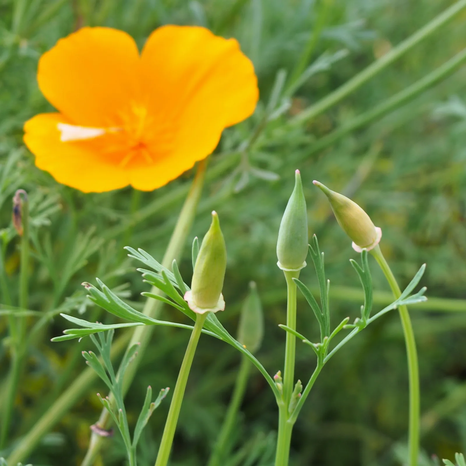 California Poppy