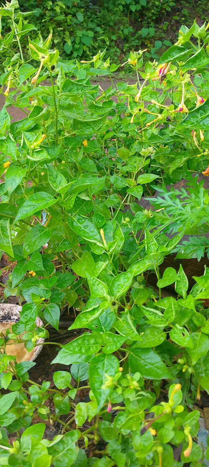 Four O'Clock (Mirabilis jalapa)