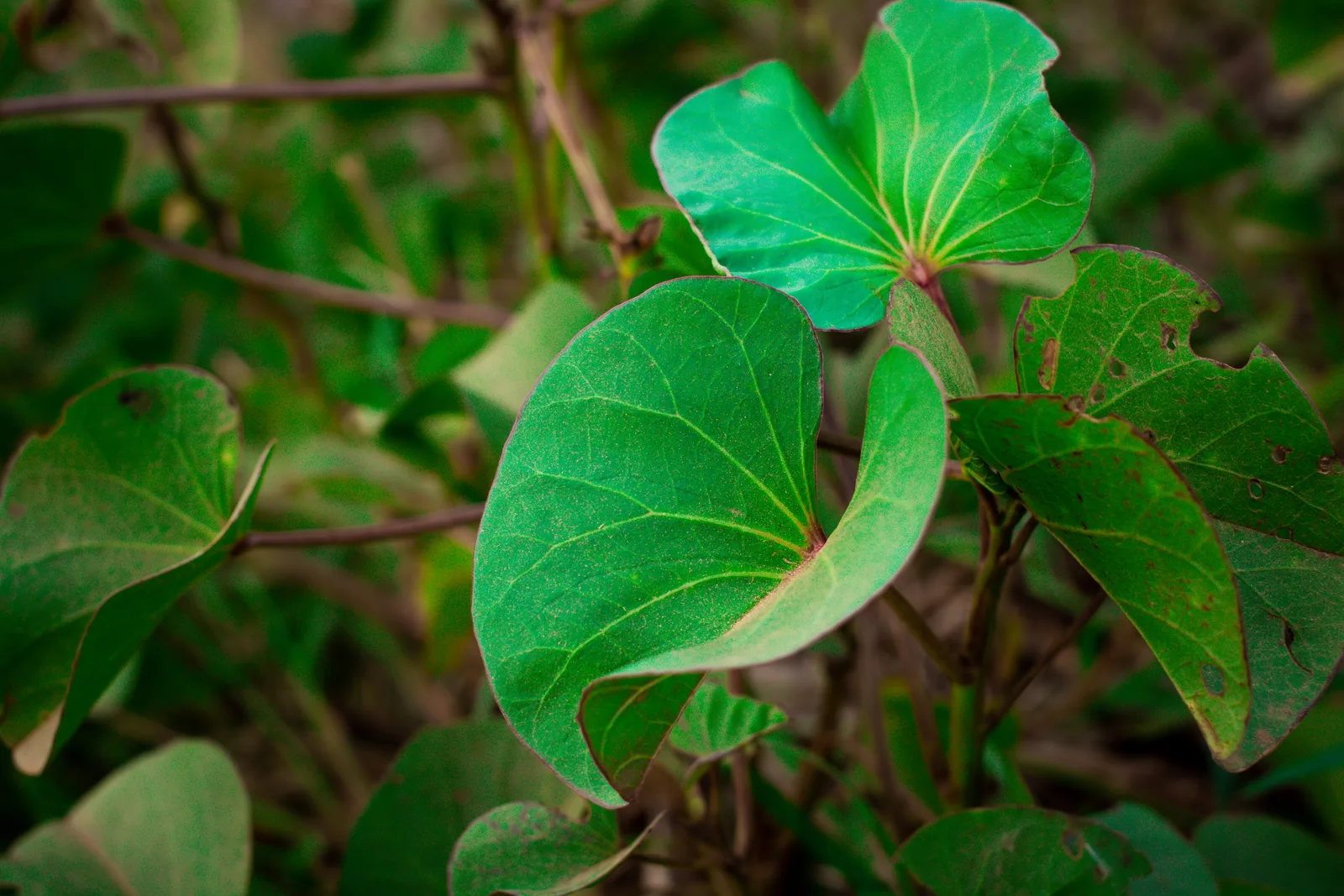 Moonflower (Ipomoea alba)
