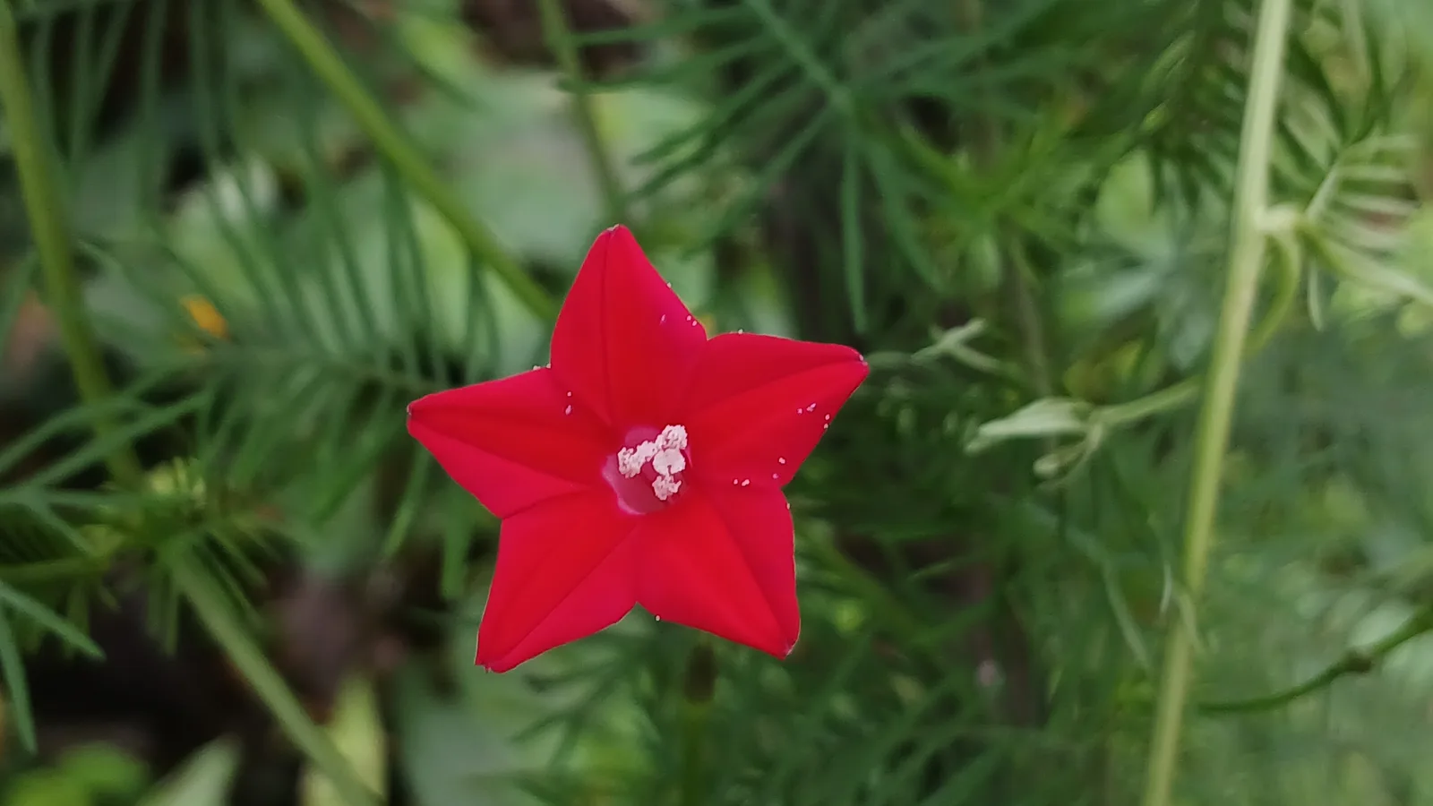 Cypress Vine (Ipomoea quamoclit)
