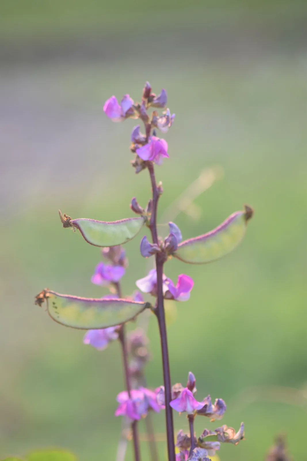 Hyacinth Bean