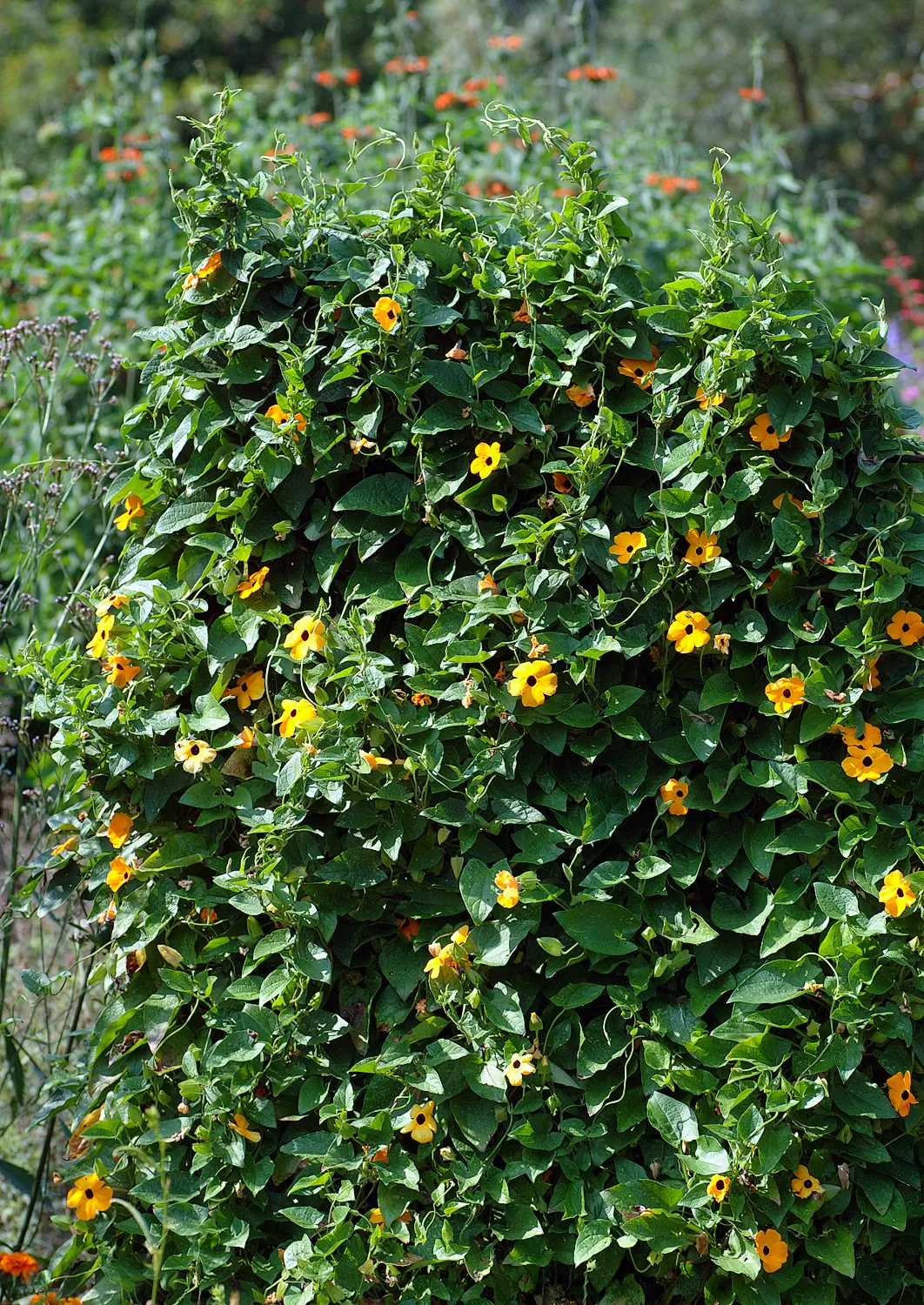 Black-Eyed Susan Vine (Thunbergia alata)