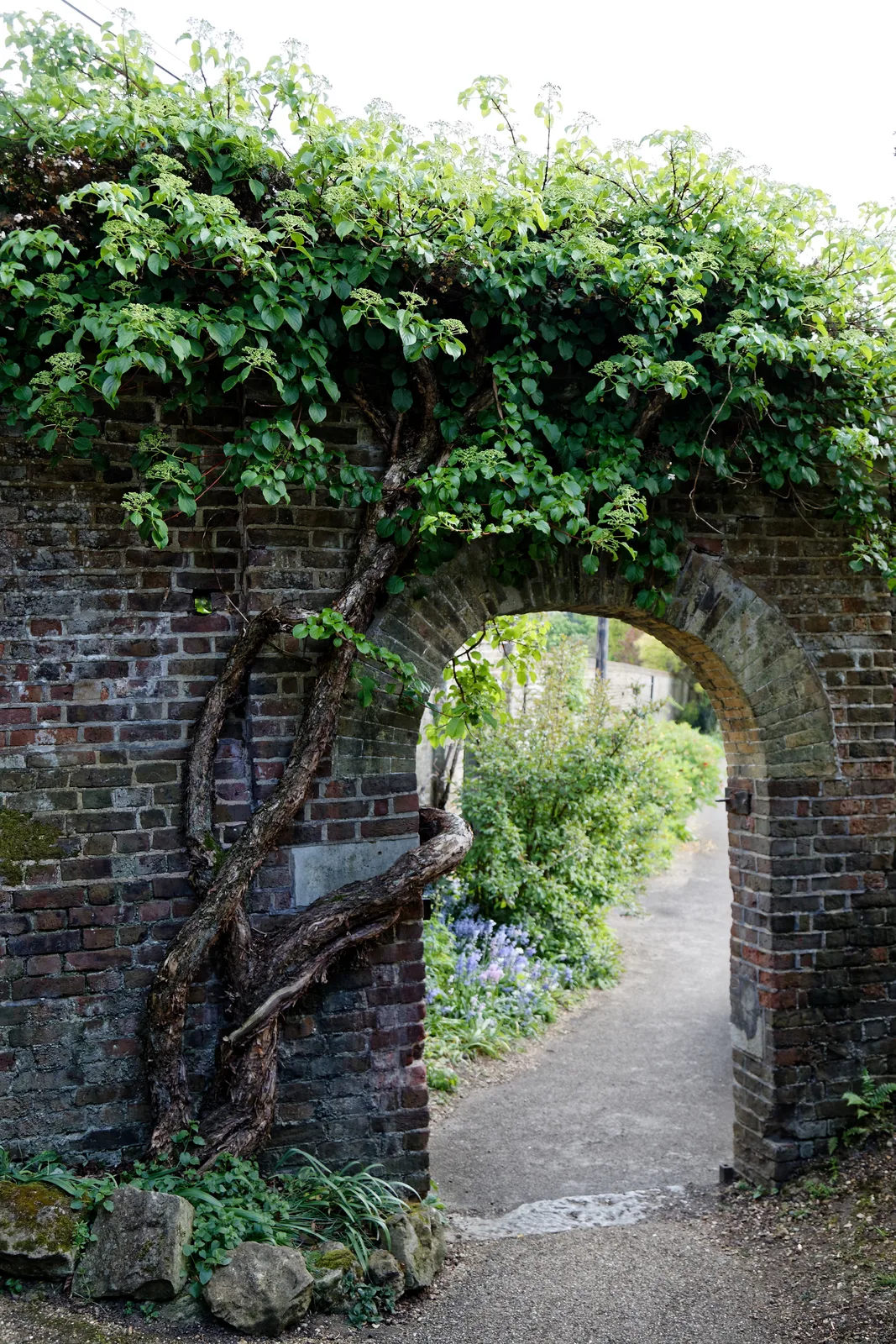 Climbing Hydrangea