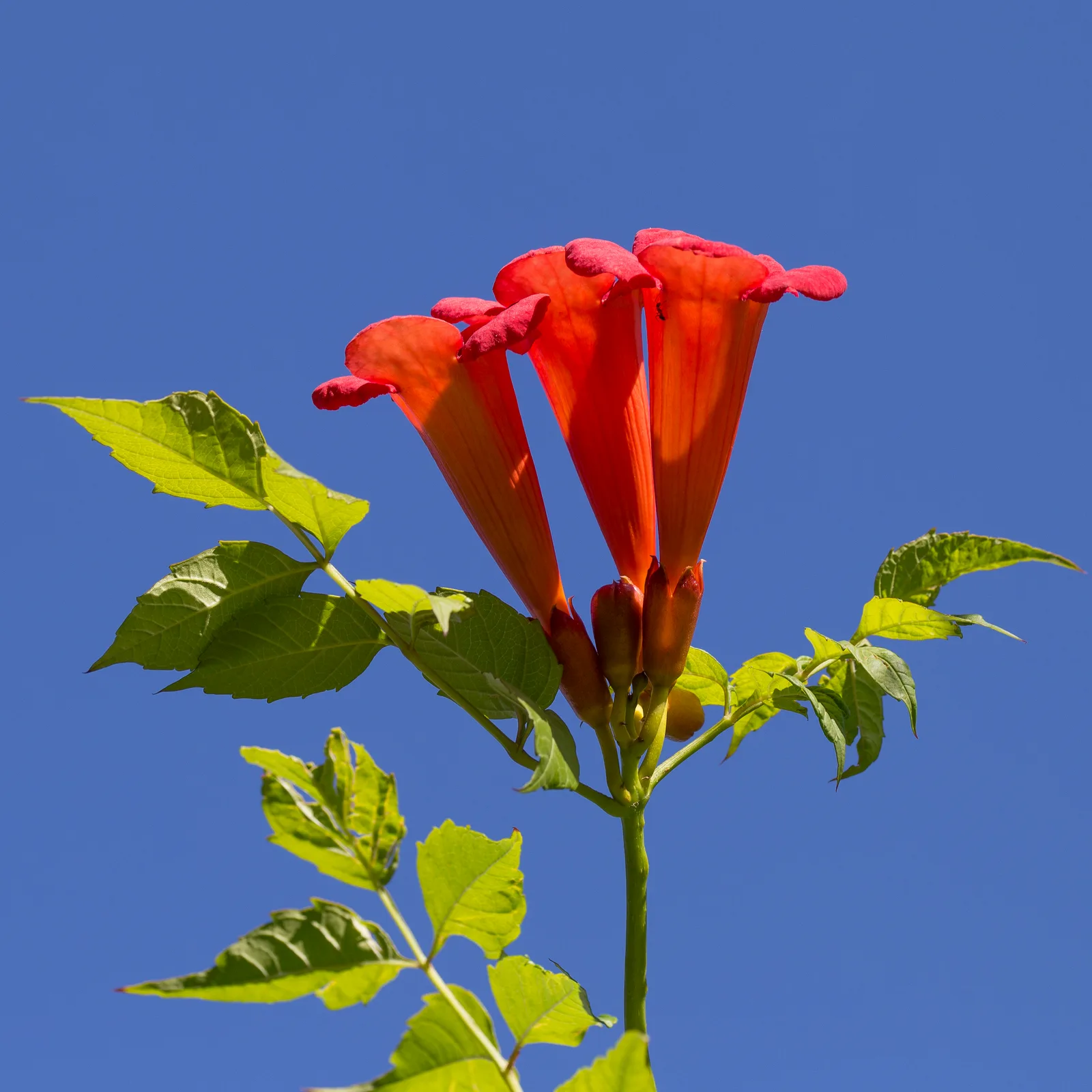 Trumpet Vine