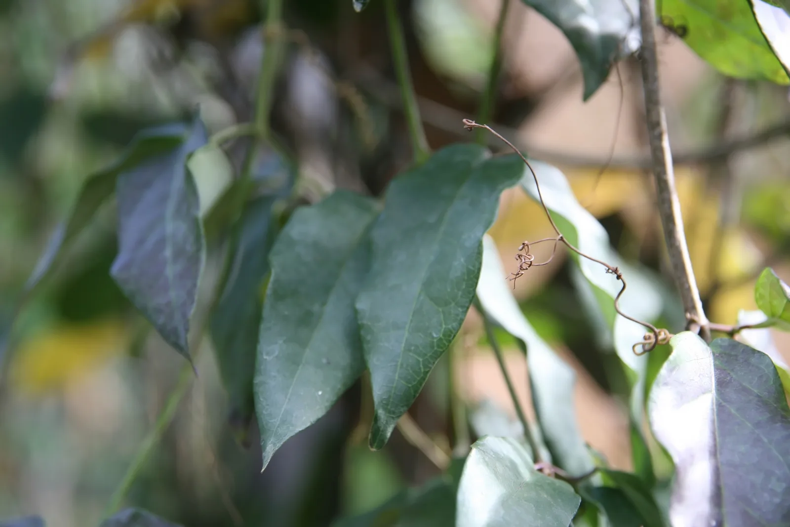 Crossvine